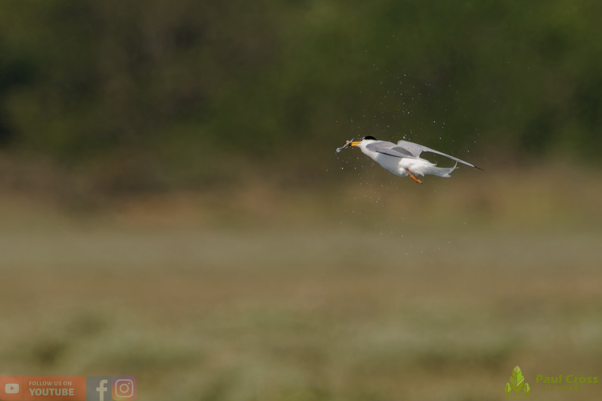 Little Tern-00305.jpg