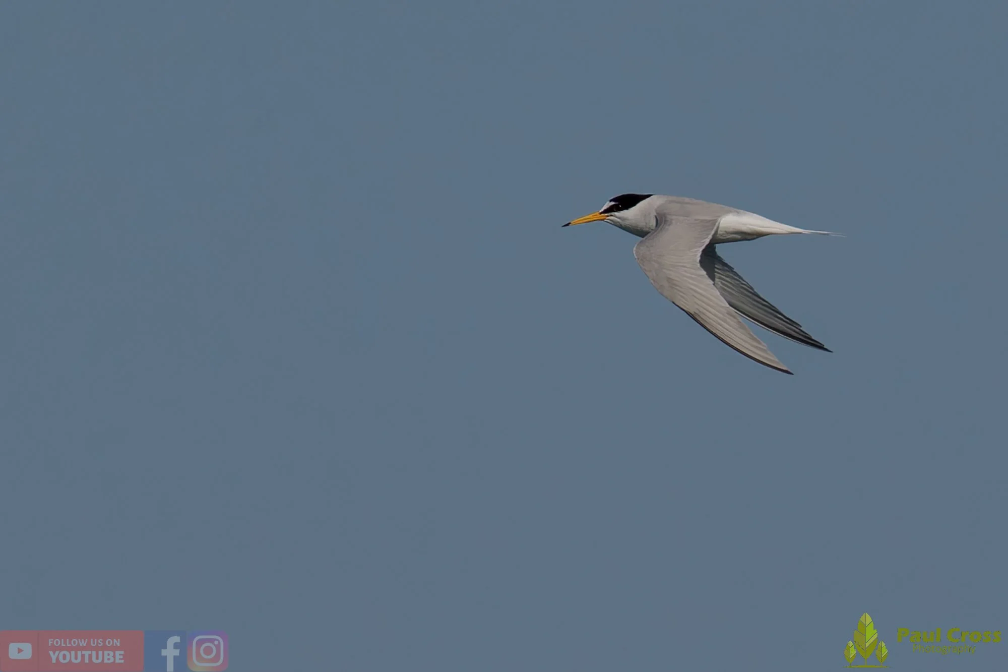 Little Tern-00306.jpg
