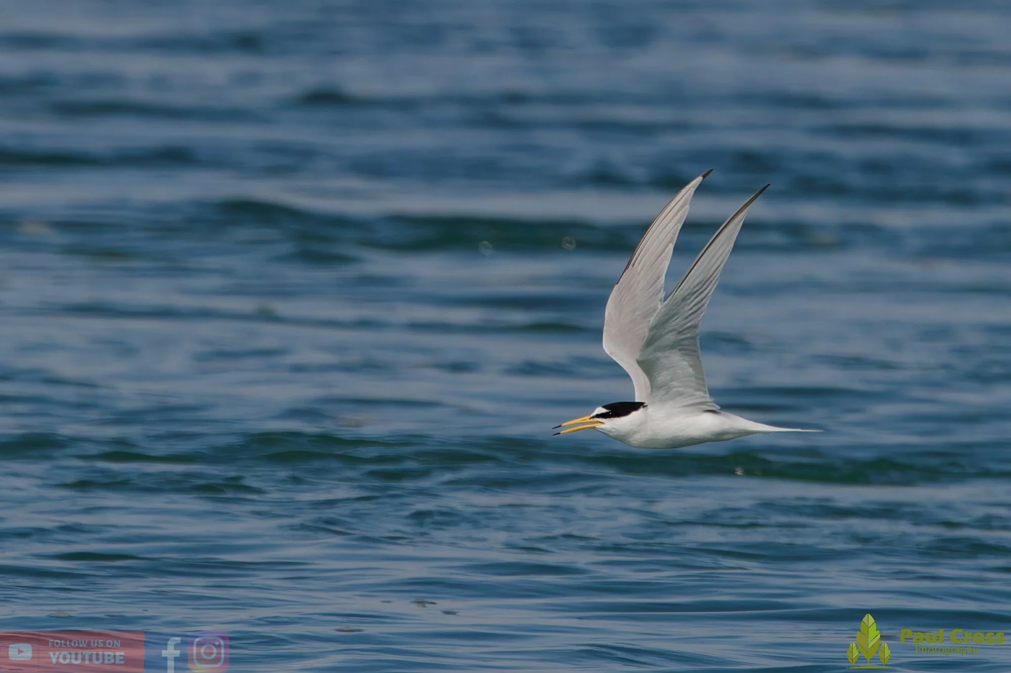Little Tern-00308.jpg