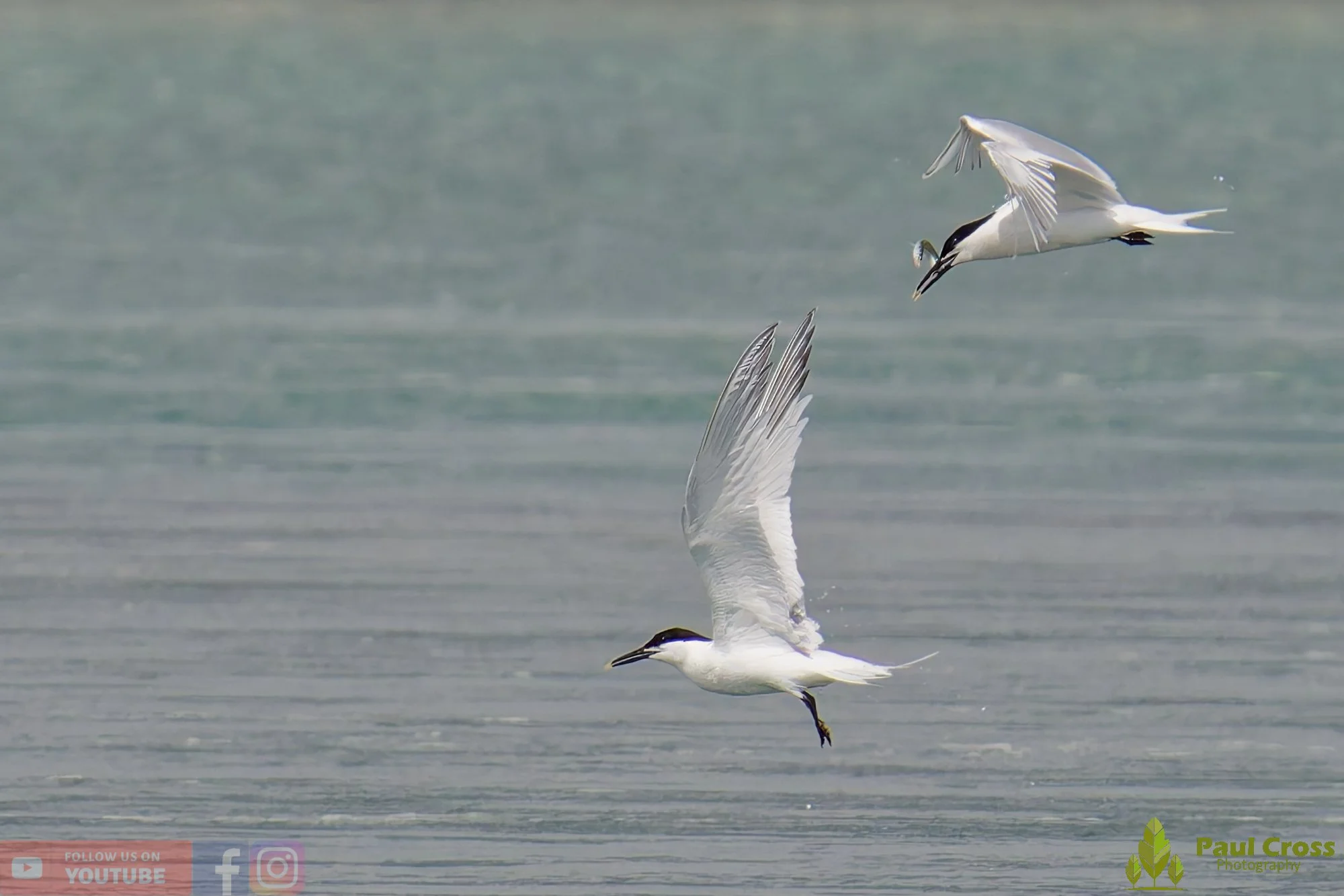 Sandwich Tern-00145.jpg