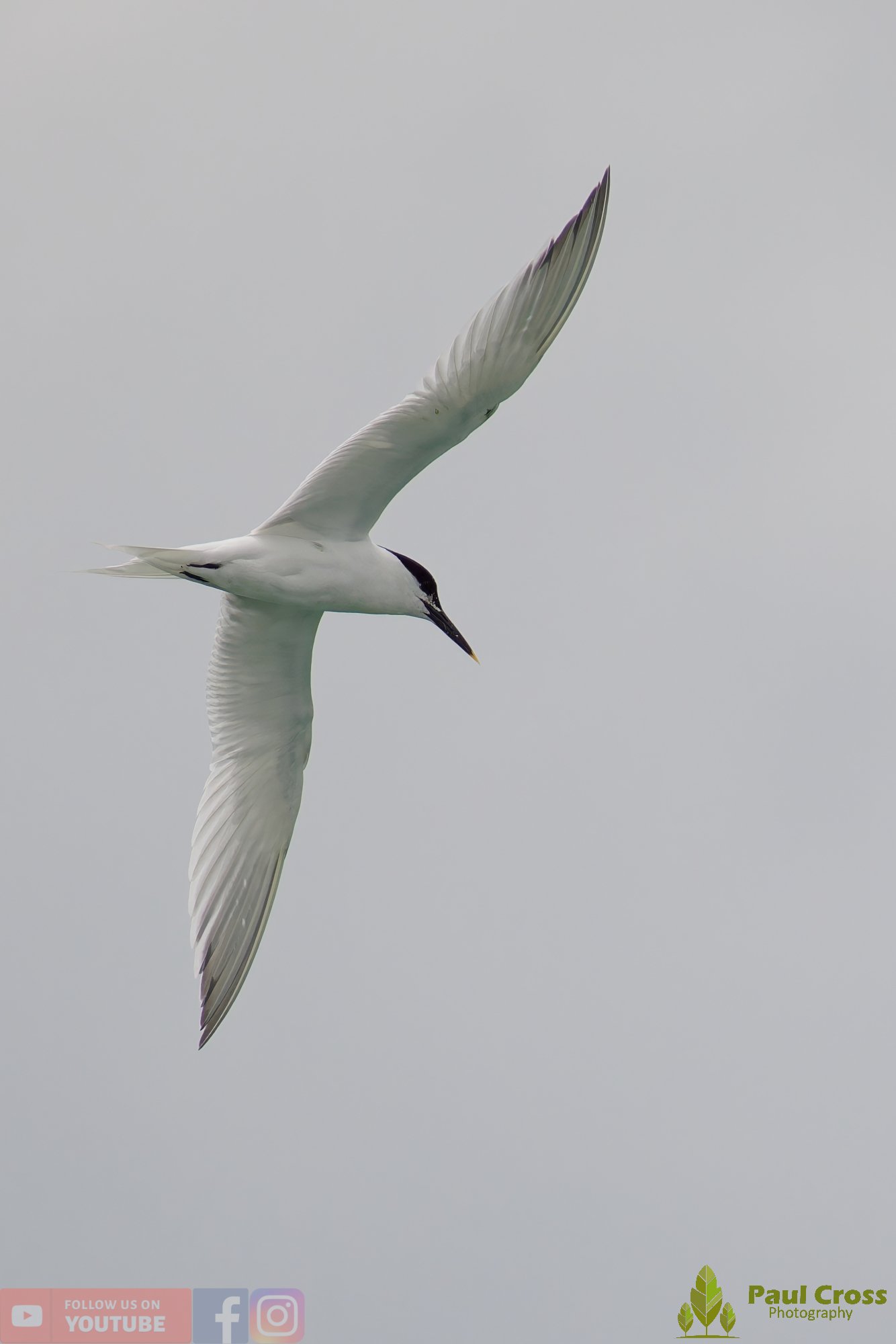 Sandwich Tern-00144.jpg