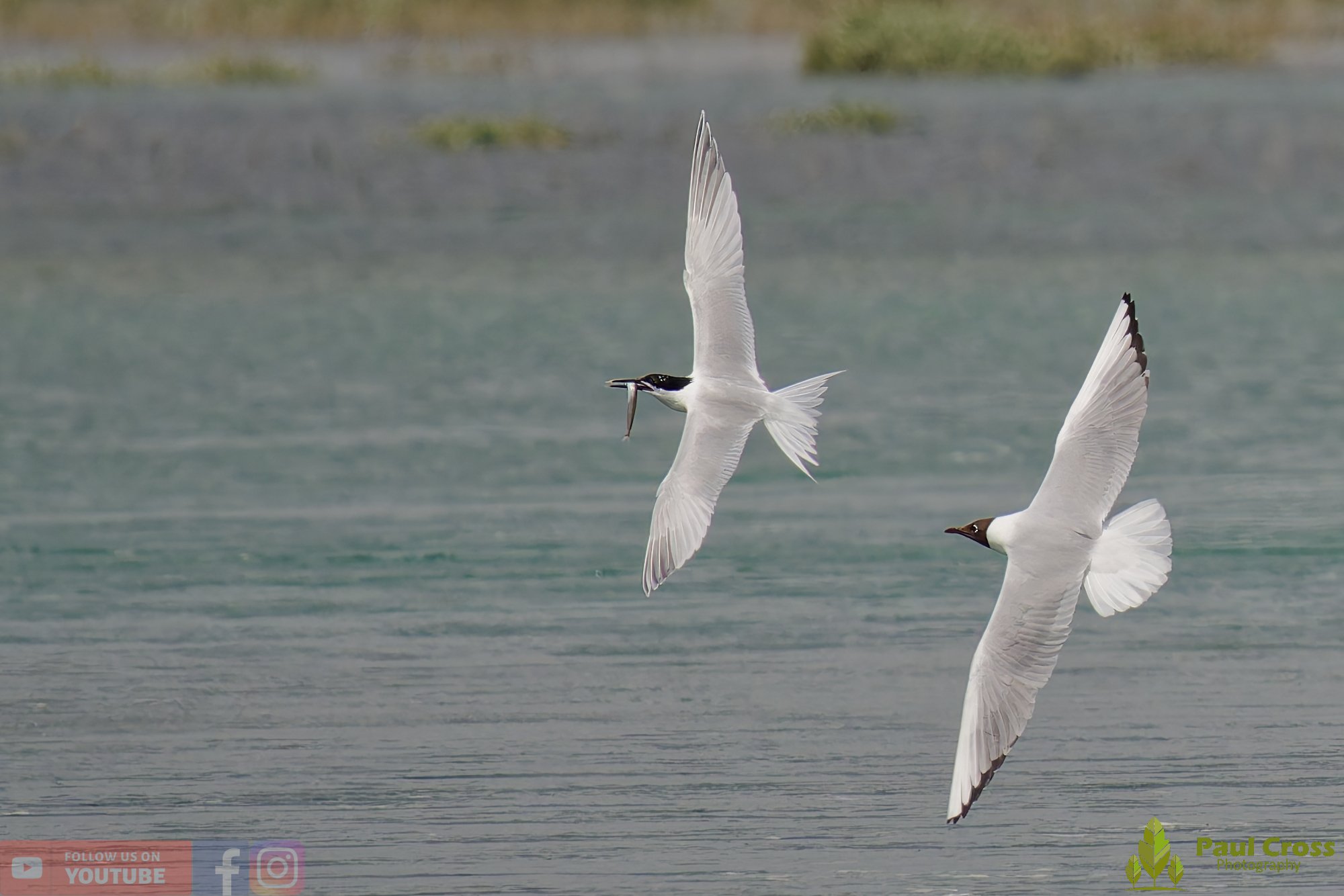 Sandwich Tern-00147.jpg