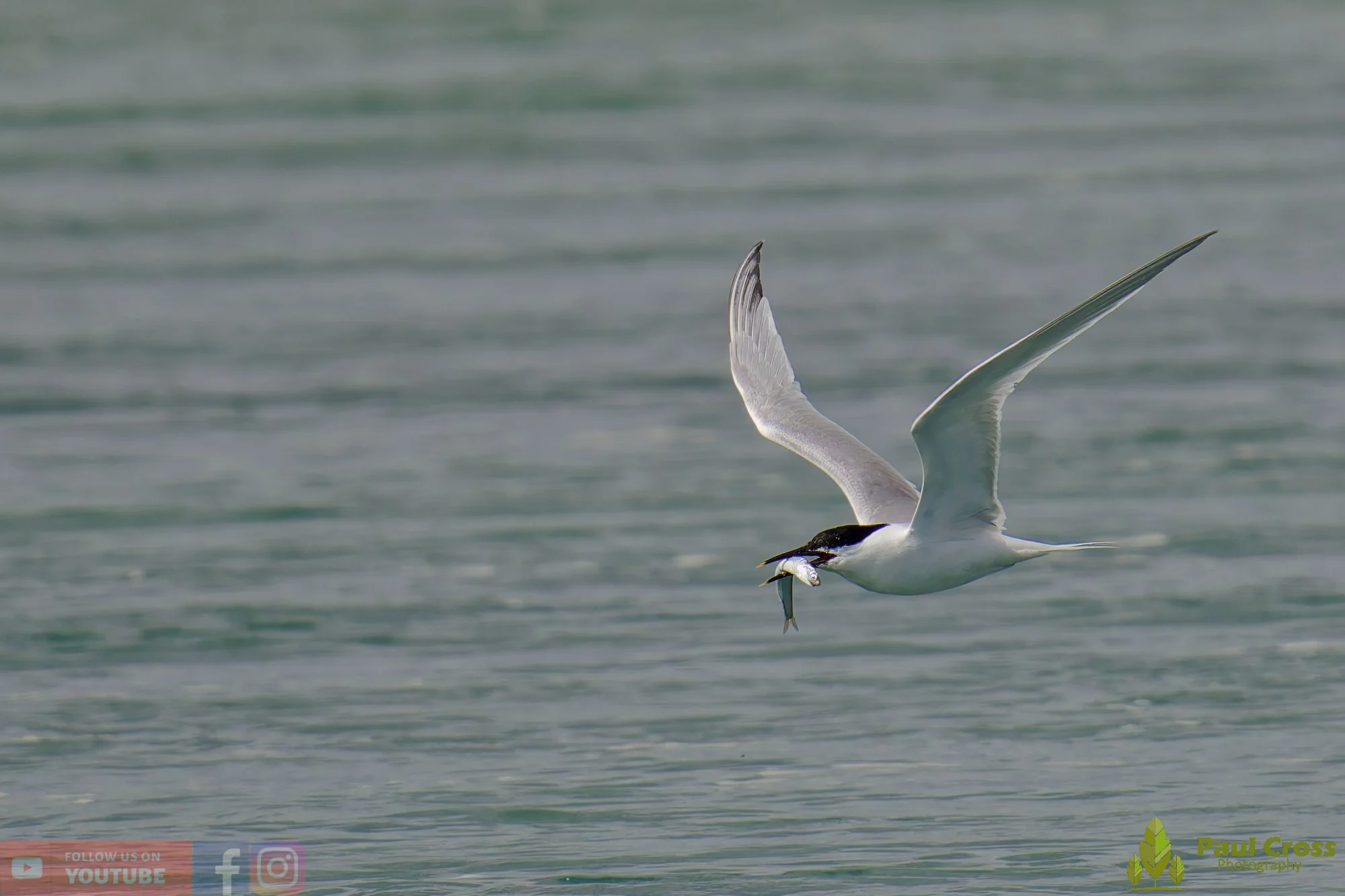 Sandwich Tern-00151.jpg