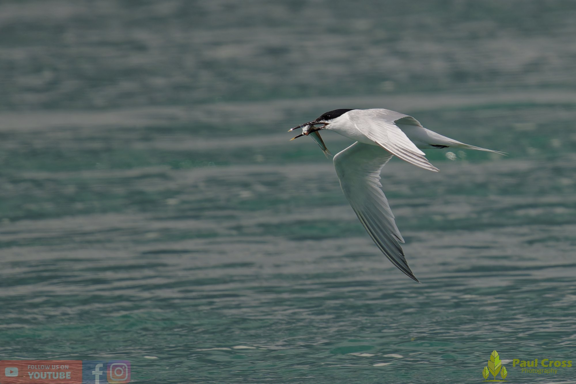 Sandwich Tern-00157.jpg