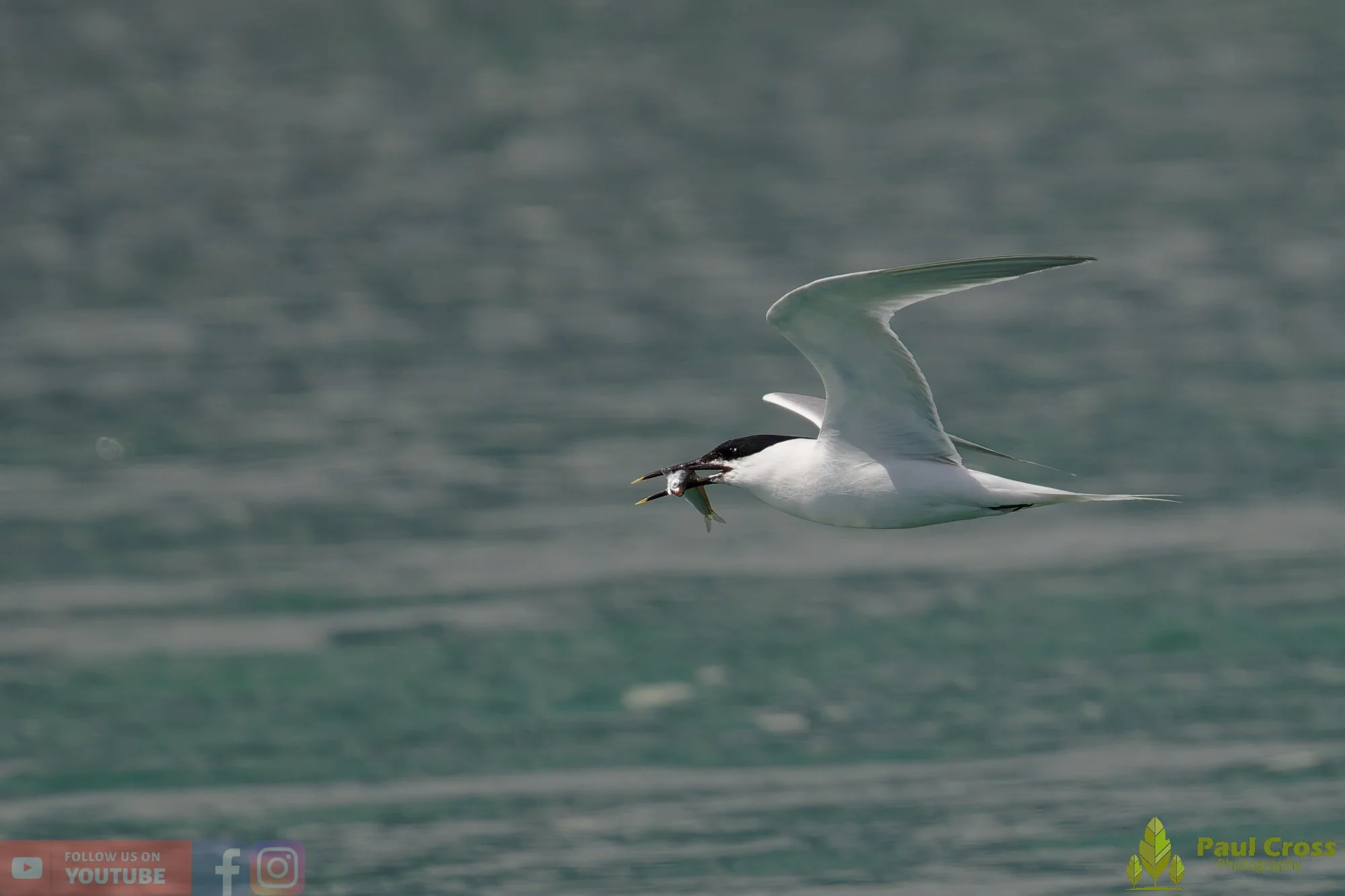 Sandwich Tern-00158.jpg