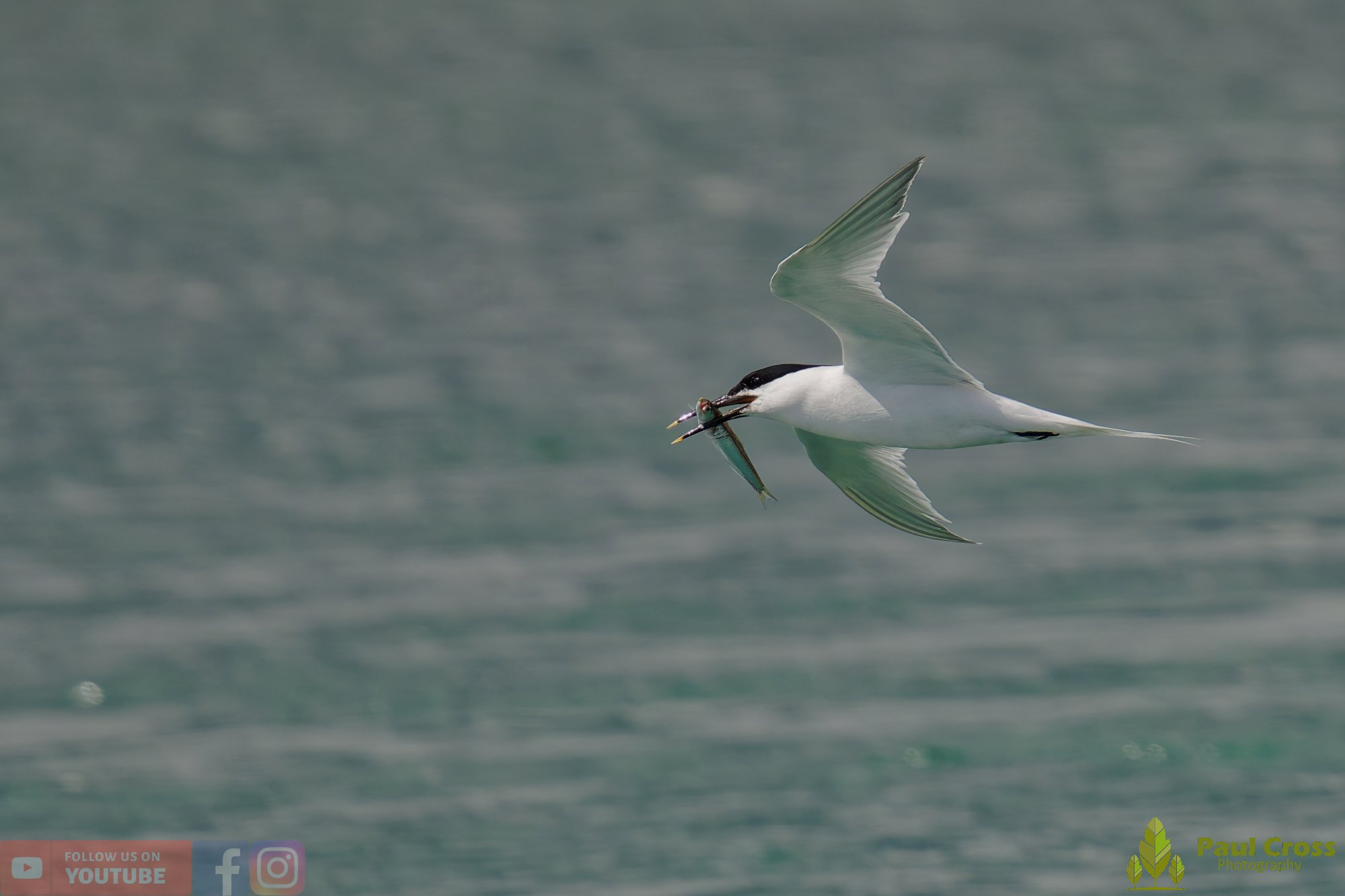 Sandwich Tern-00159.jpg