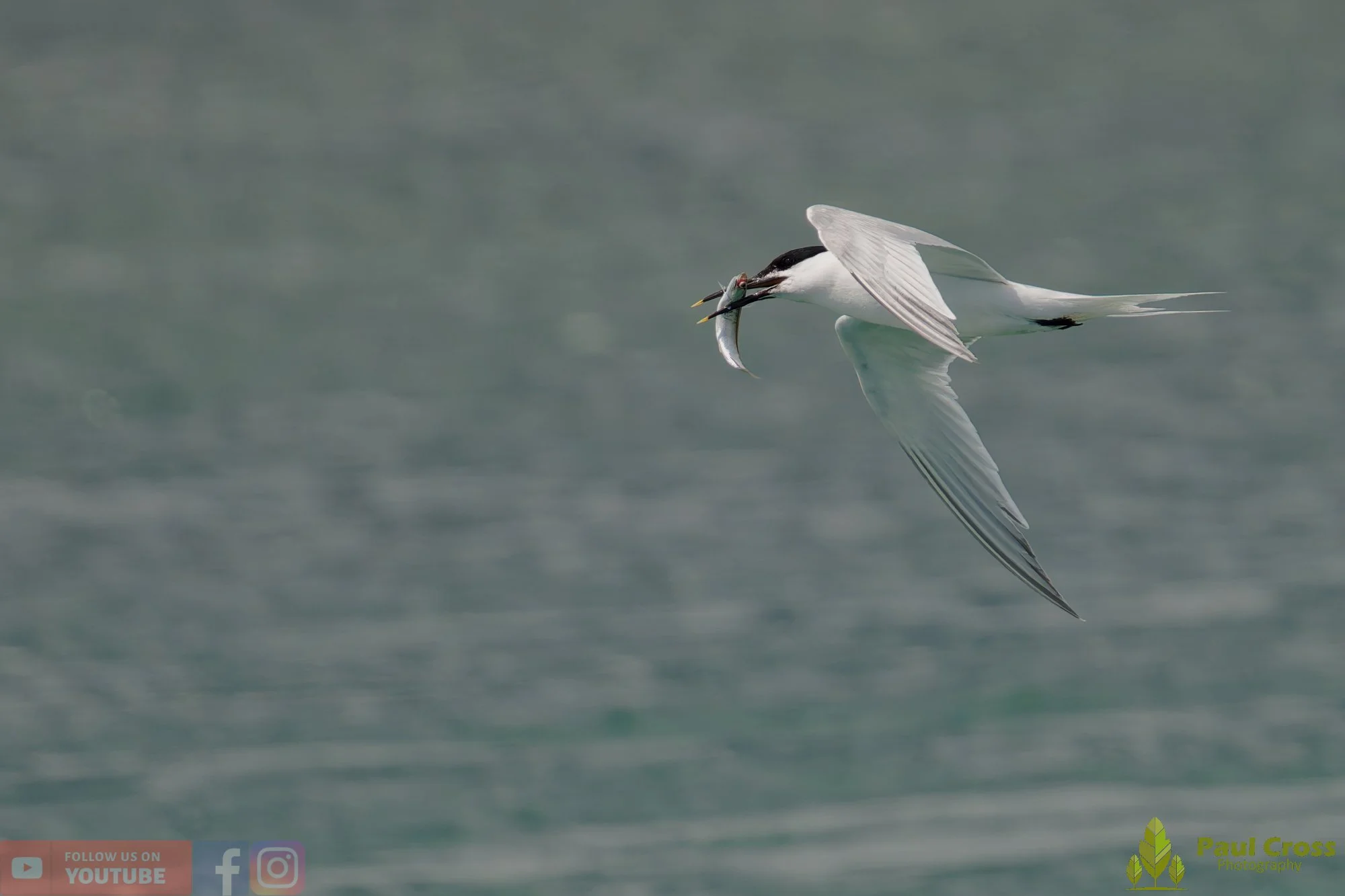 Sandwich Tern-00160.jpg