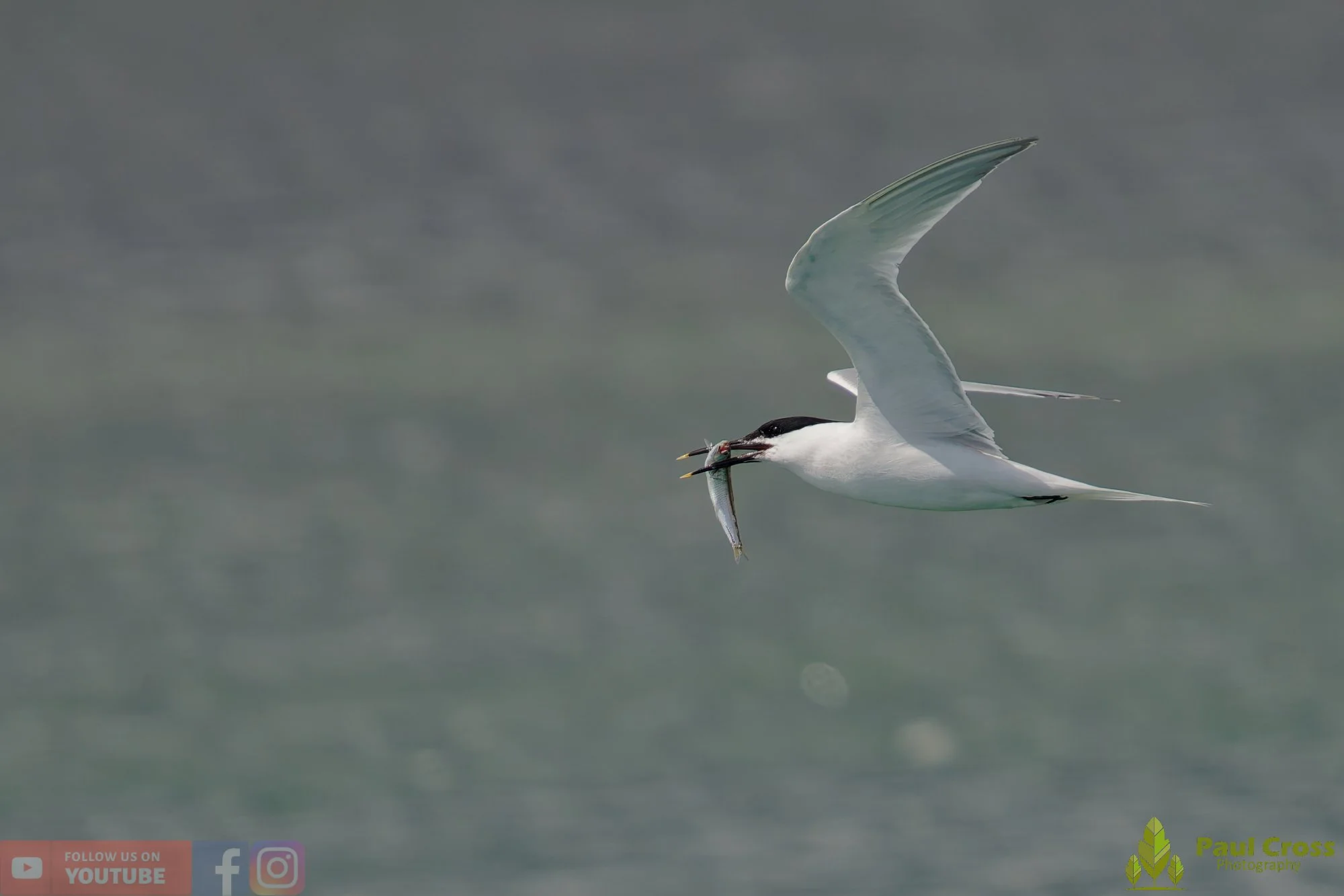 Sandwich Tern-00161.jpg