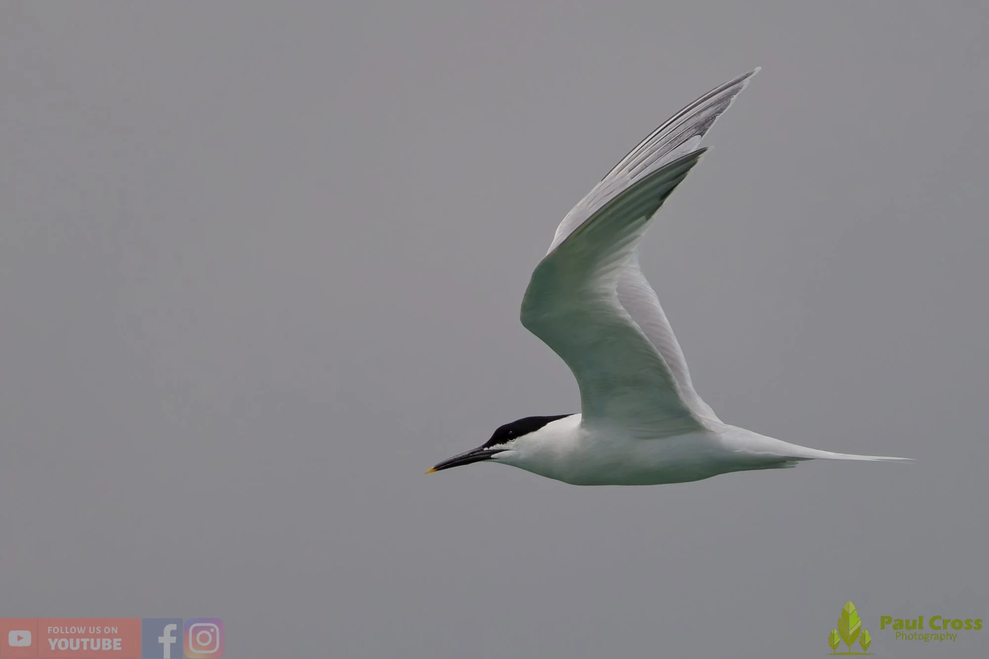 Sandwich Tern-00167.jpg