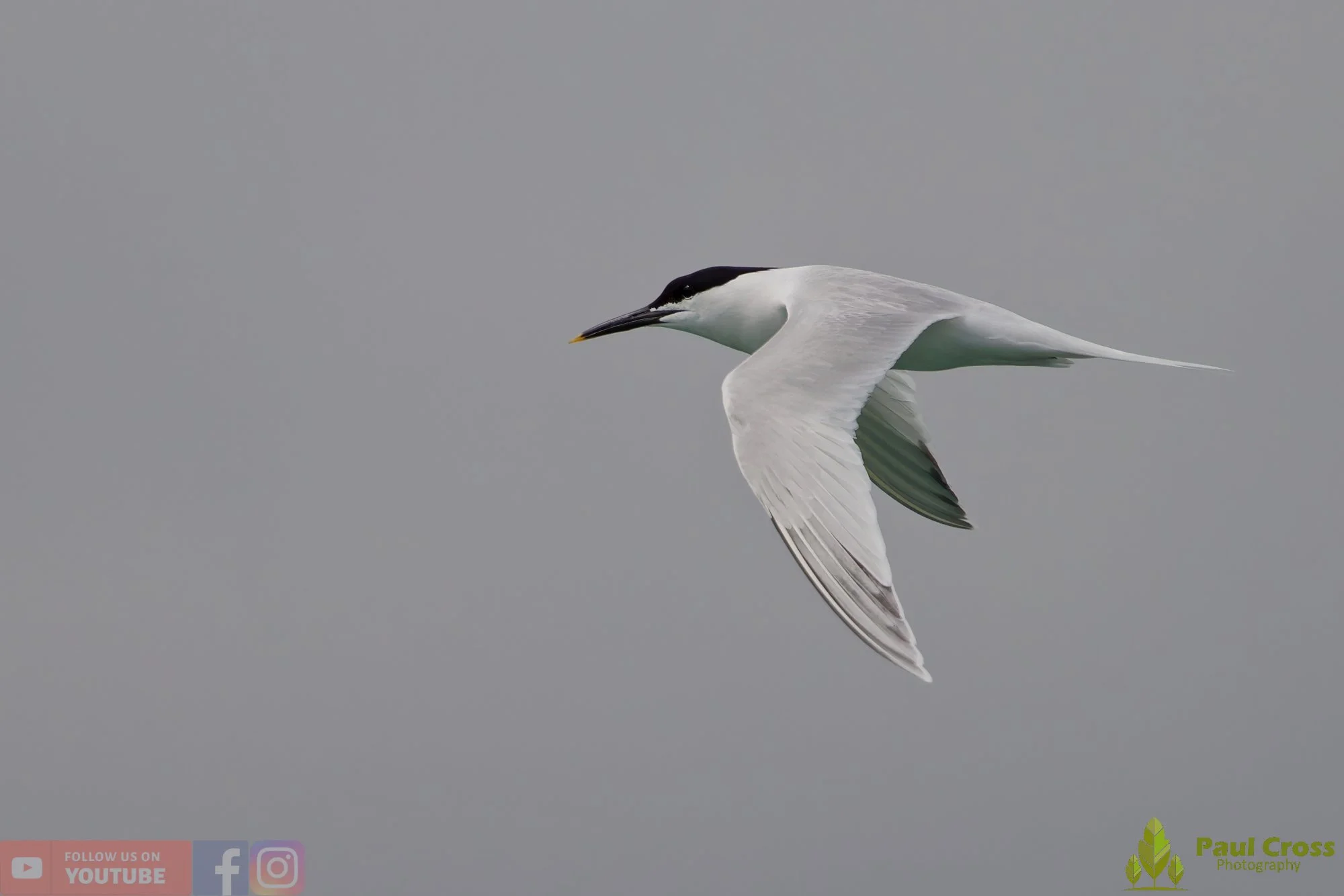 Sandwich Tern-00168.jpg