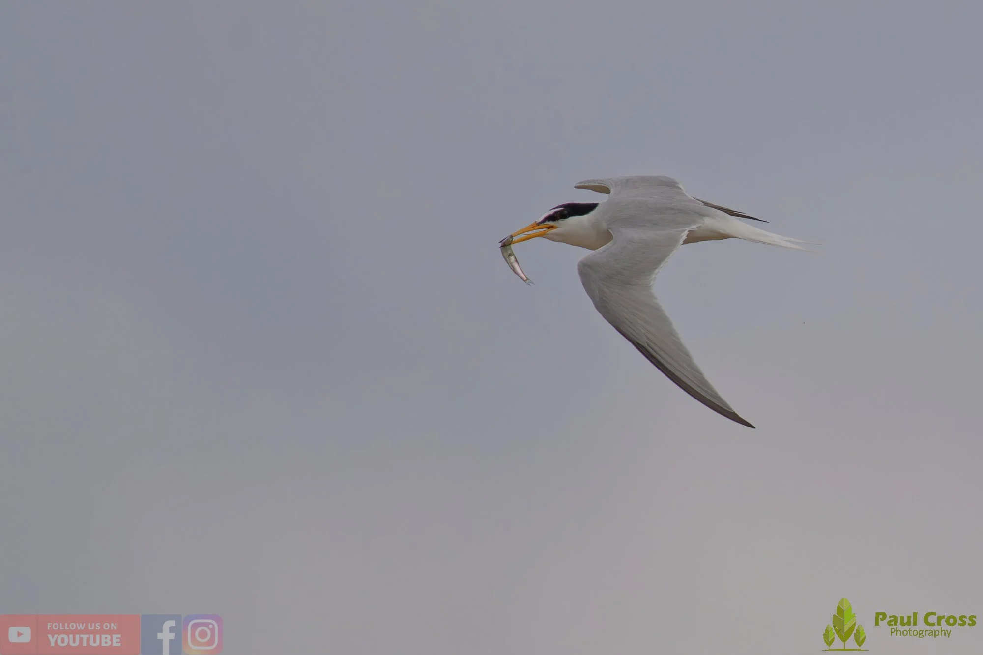 Little Tern-00309.jpg