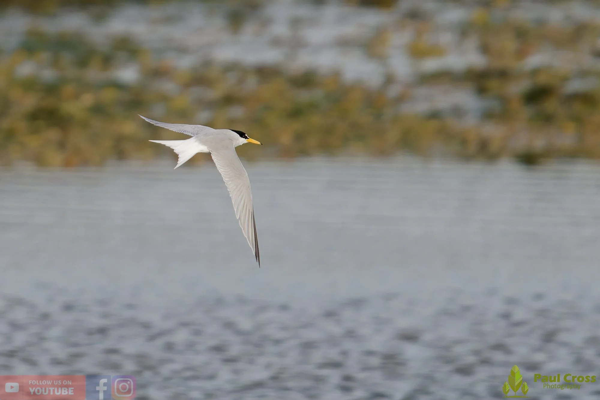 Little Tern-00310.jpg