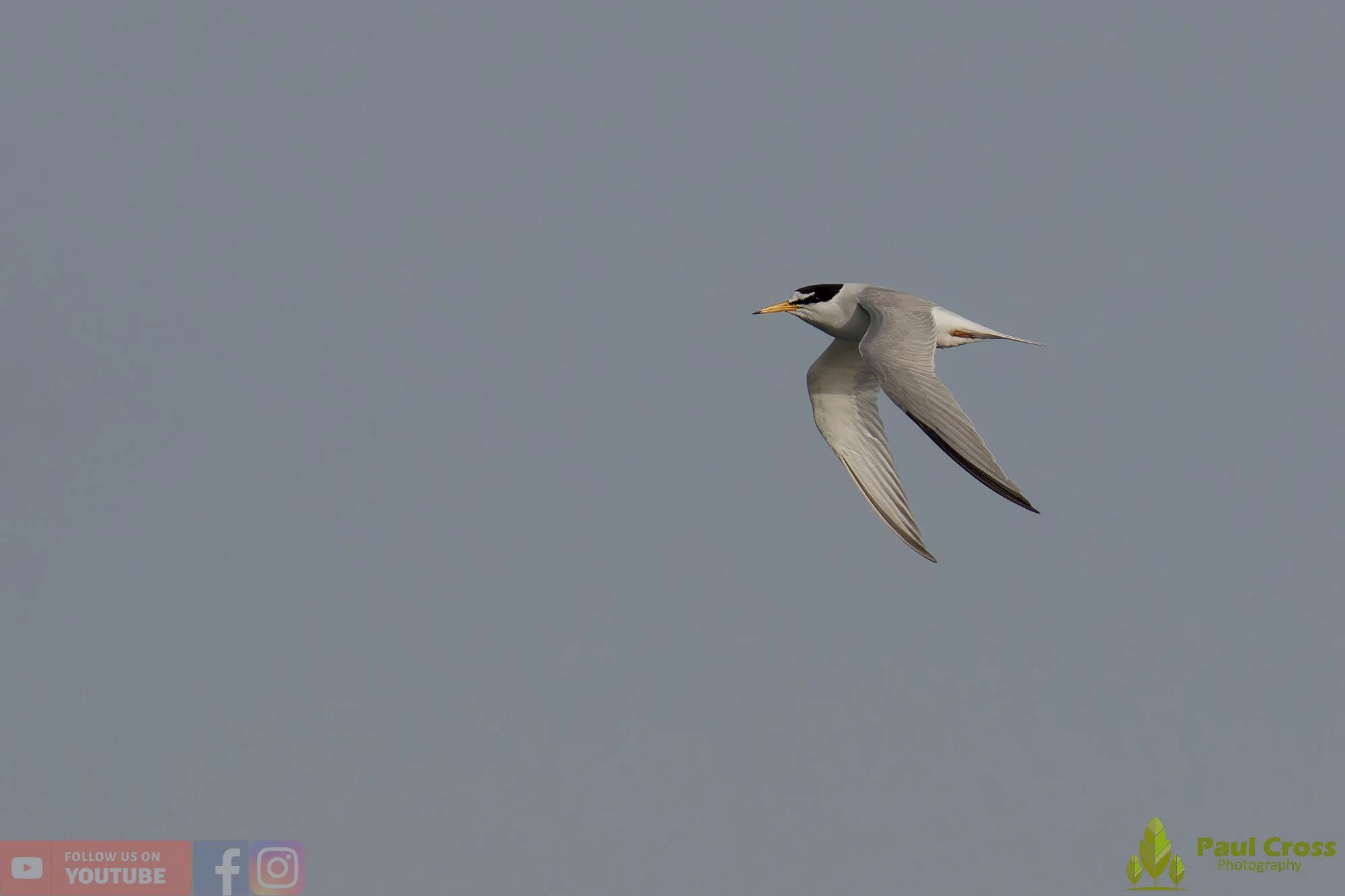 Little Tern-00313.jpg