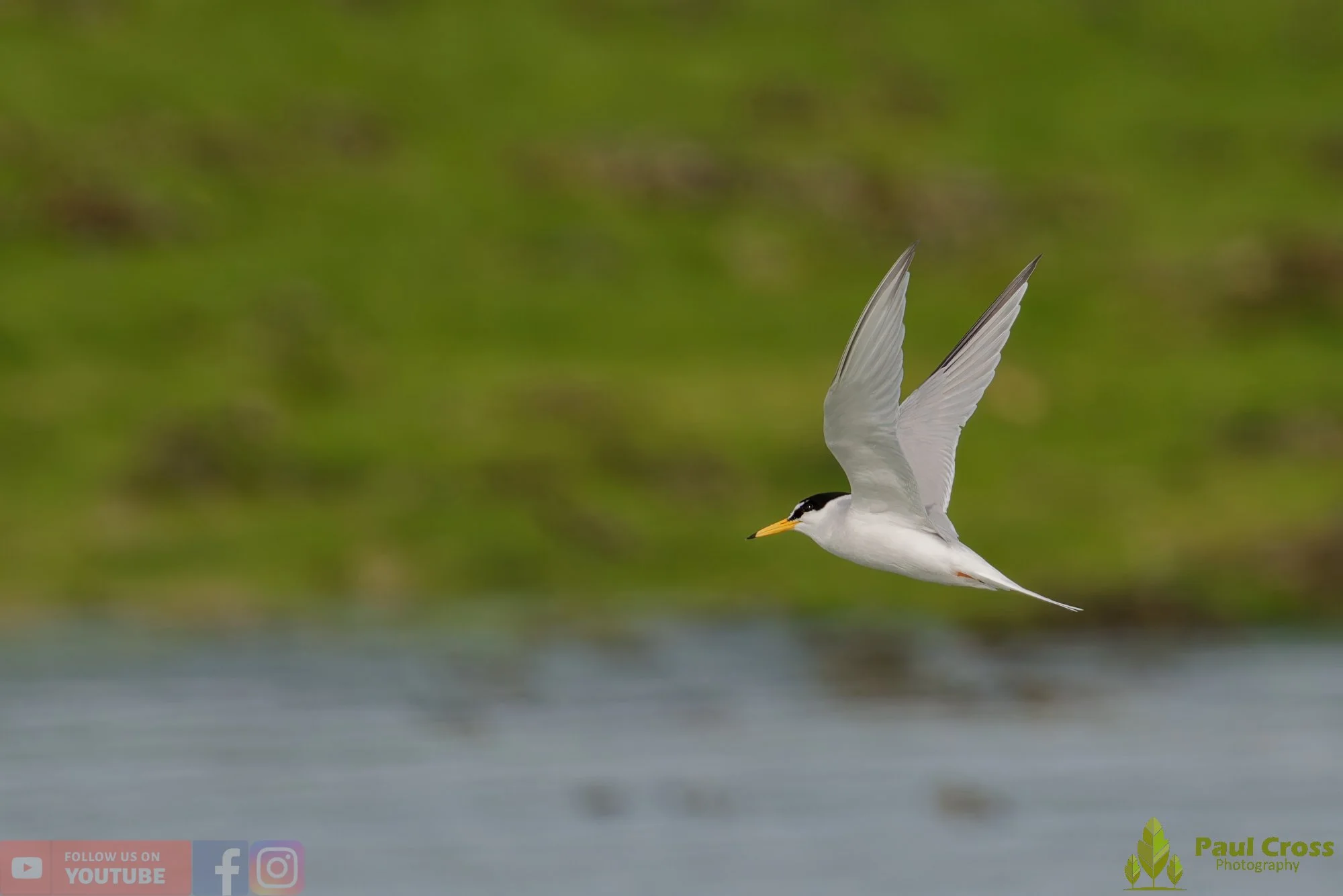 Little Tern-00314.jpg