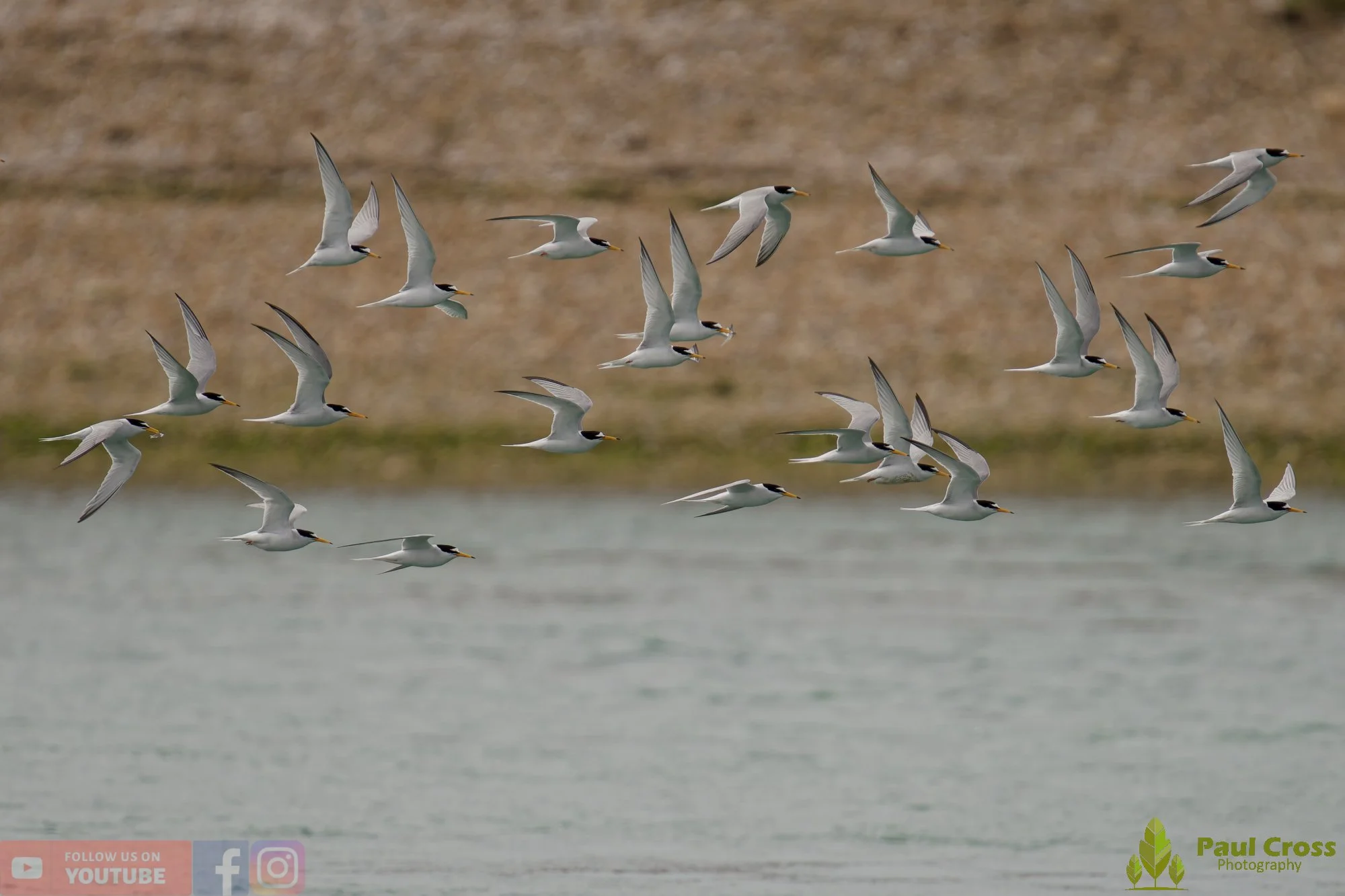 Little Tern-00315.jpg