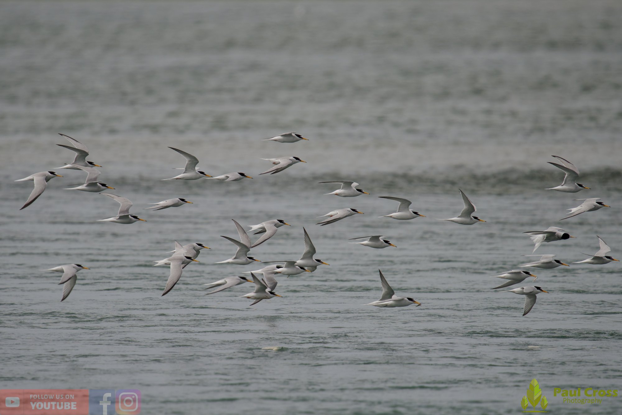 Little Tern-00316.jpg