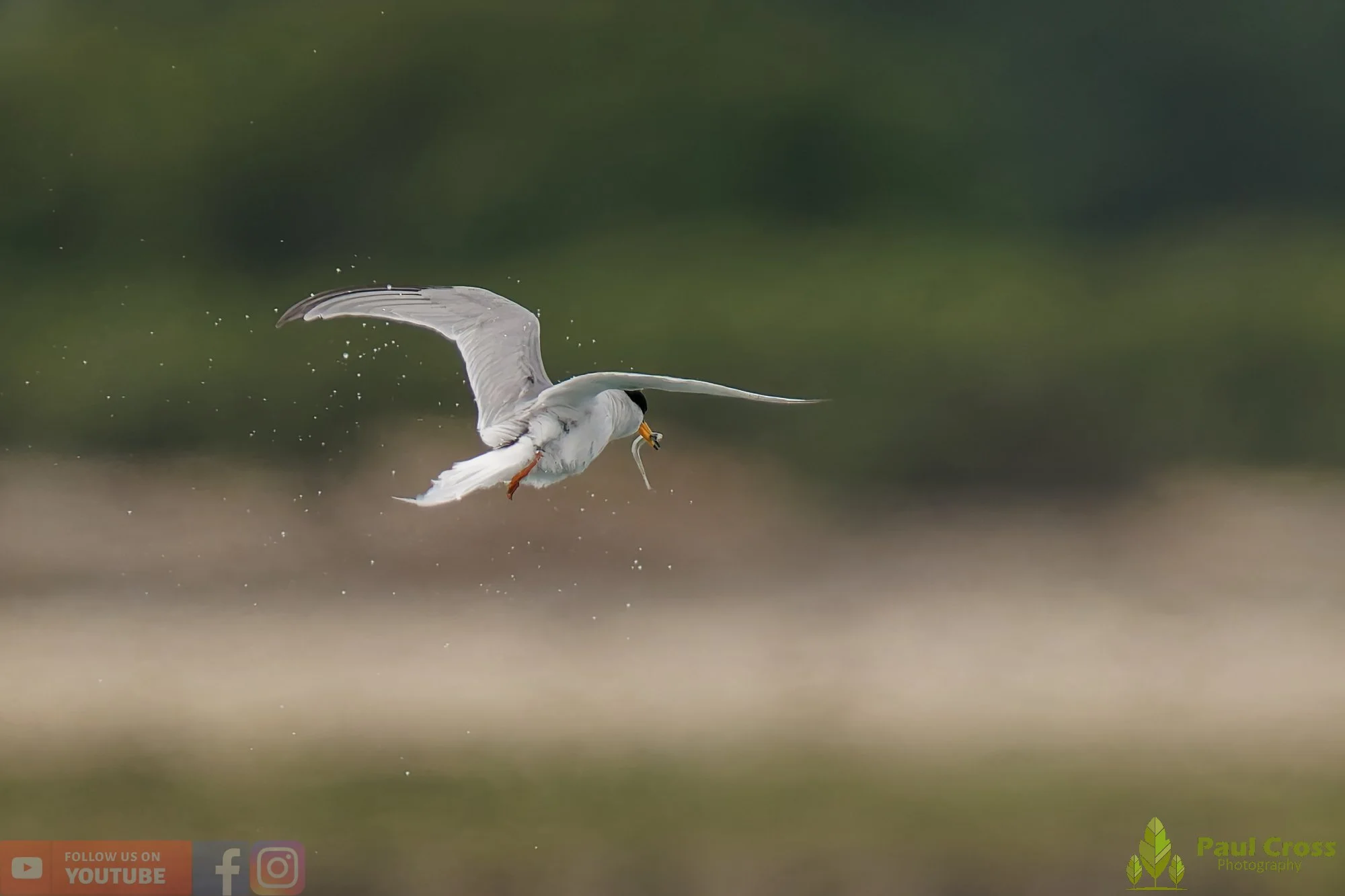 Little Tern-00317.jpg
