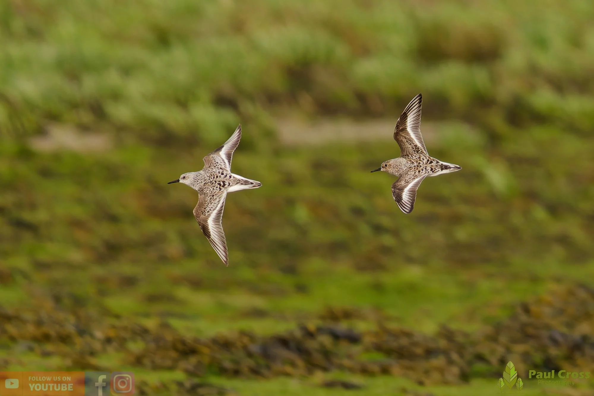 Dunlin-00105.jpg