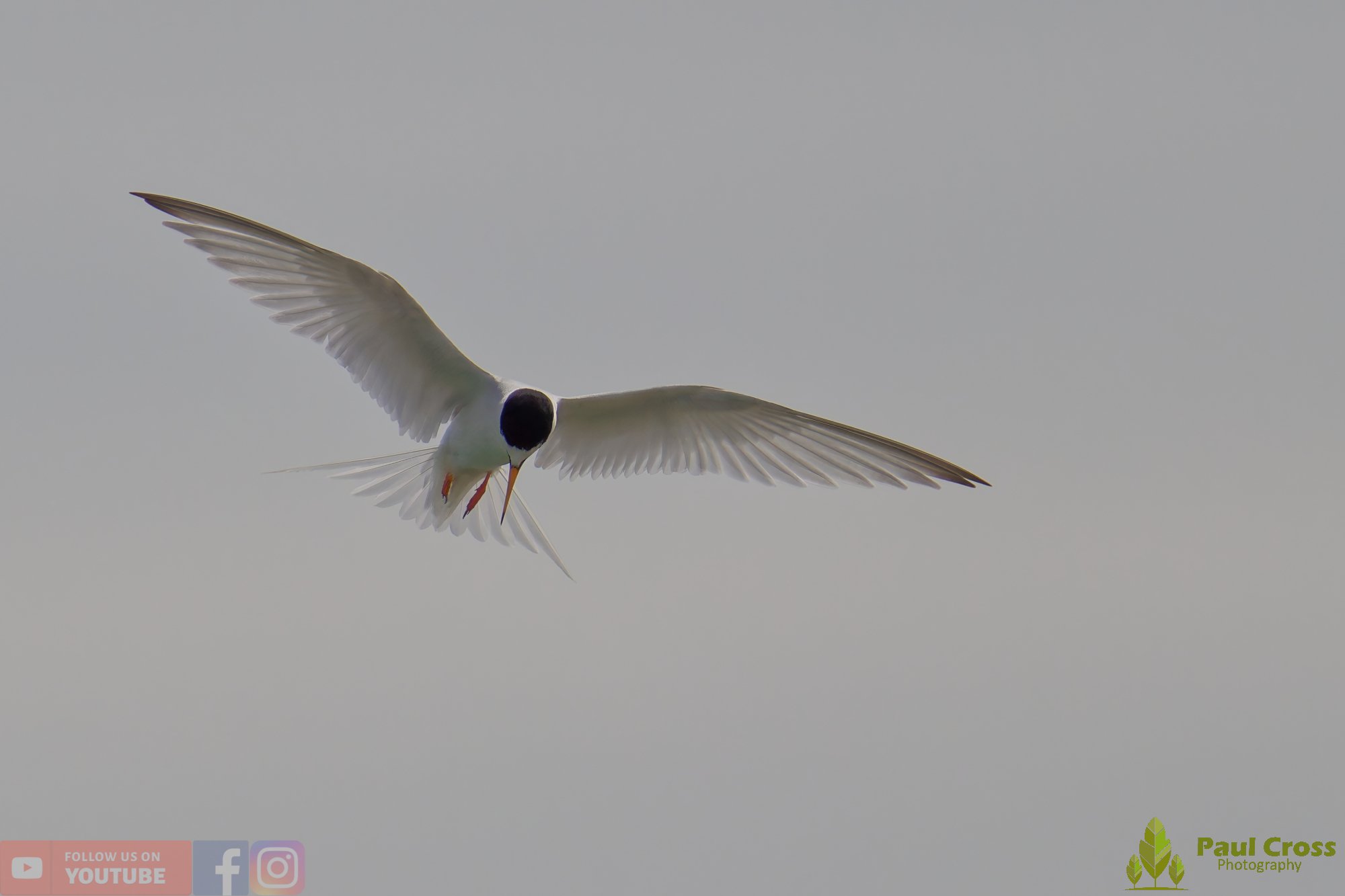 Common Tern-01976.jpg