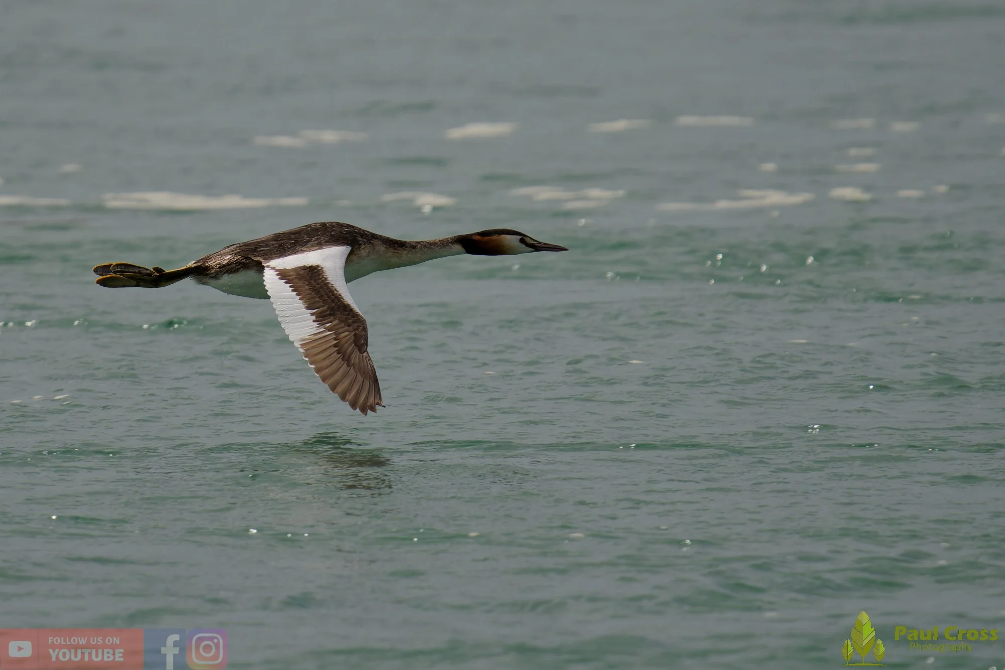 Great Crested Grebe-01166.jpg