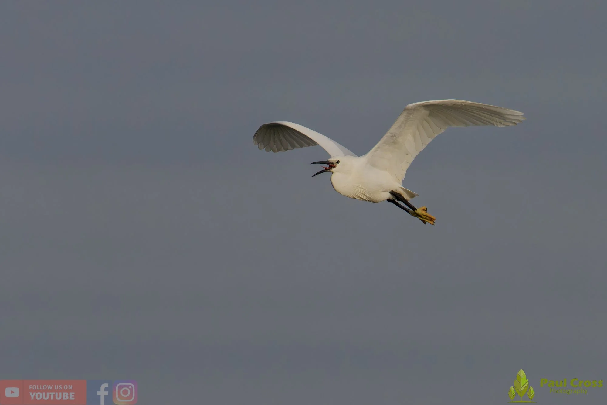 Little Egret-00568.jpg