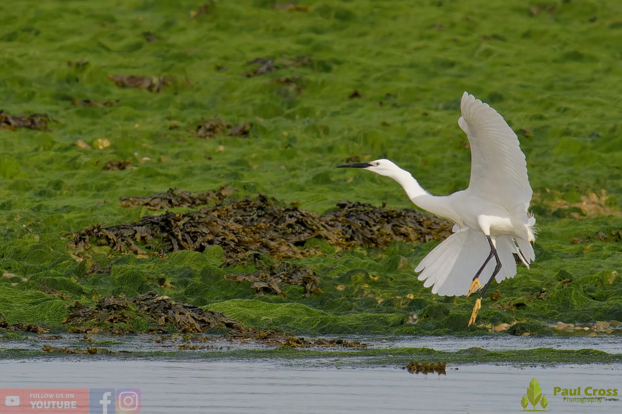 Little Egret-00571.jpg
