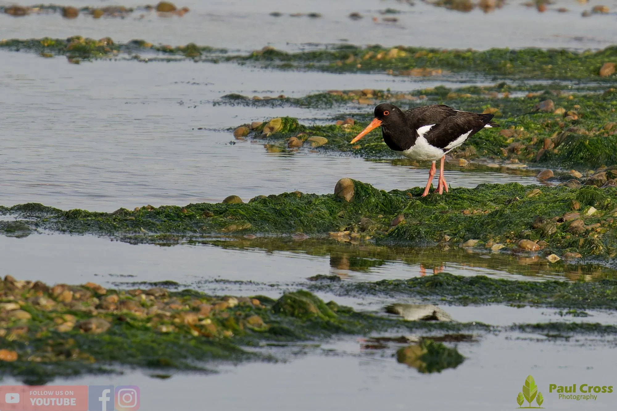 Oystercatcher-00480.jpg