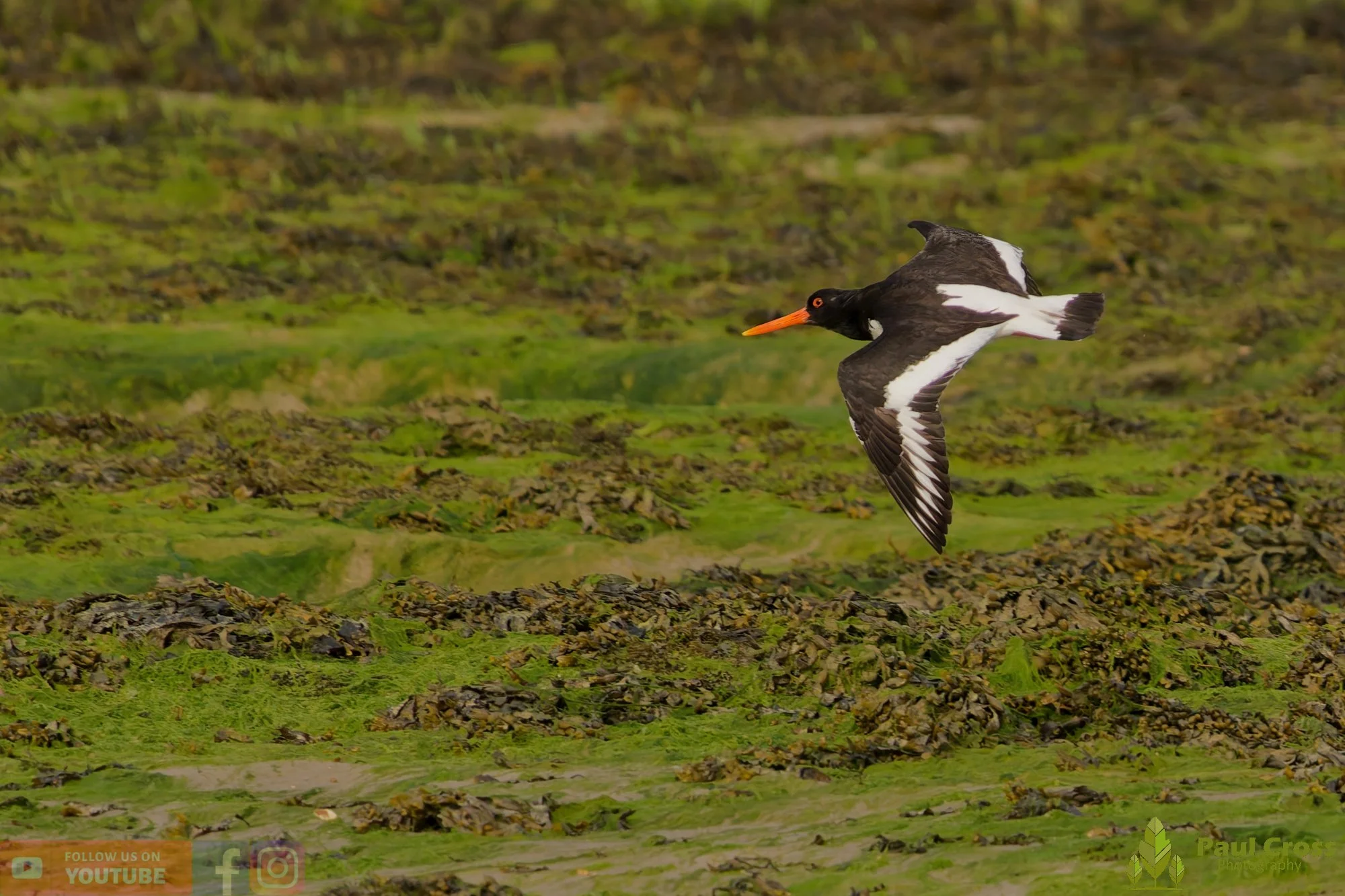Oystercatcher-00481.jpg