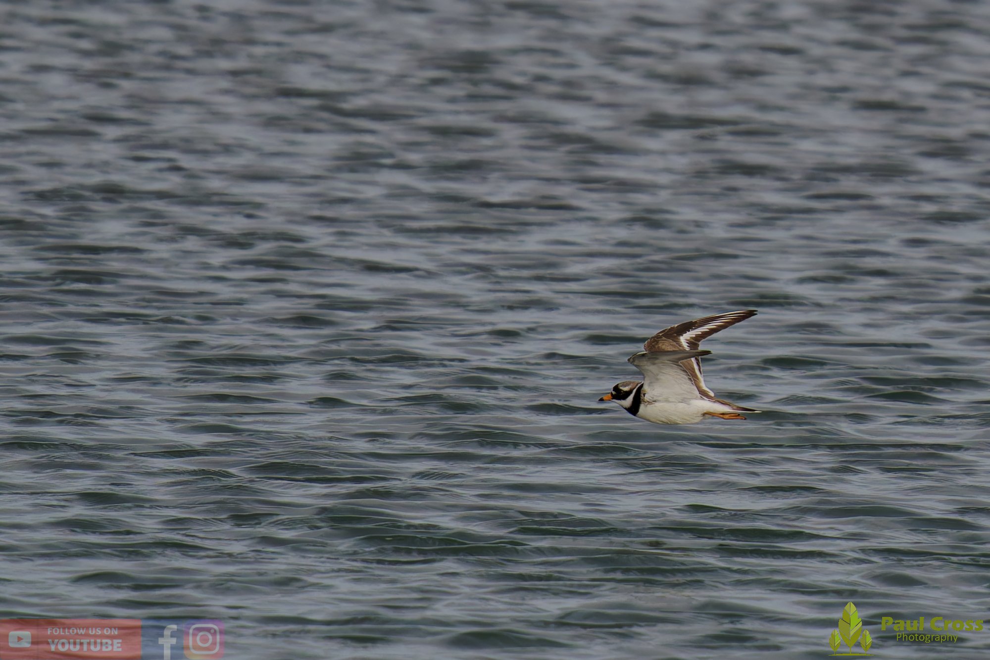 Ringed Plover-00103.jpg