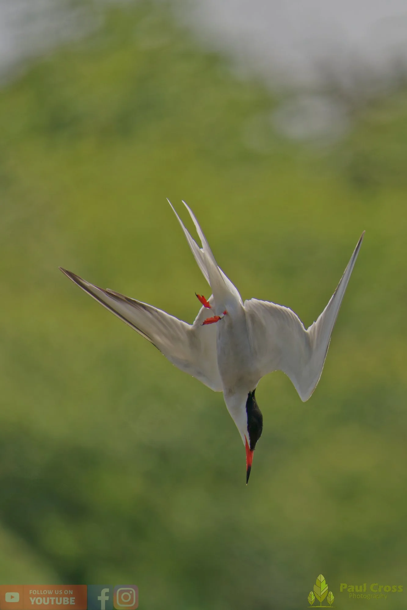 Common Tern-01977.jpg