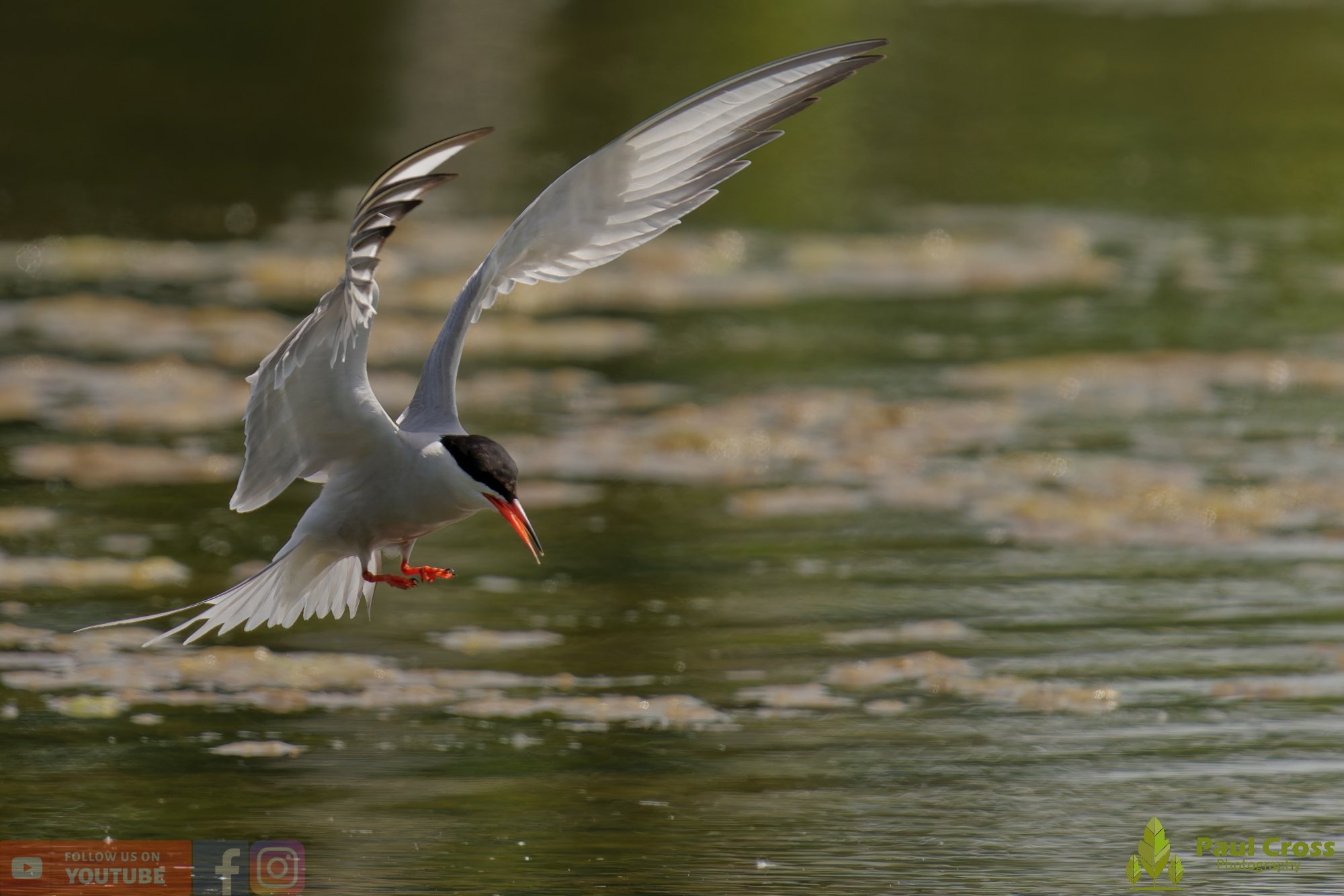 Common Tern-01979.jpg