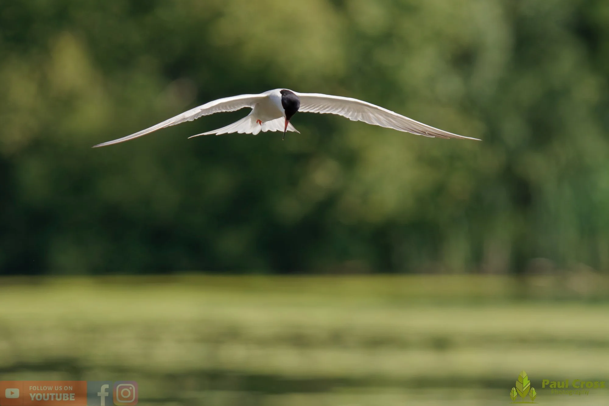 Common Tern-01980.jpg