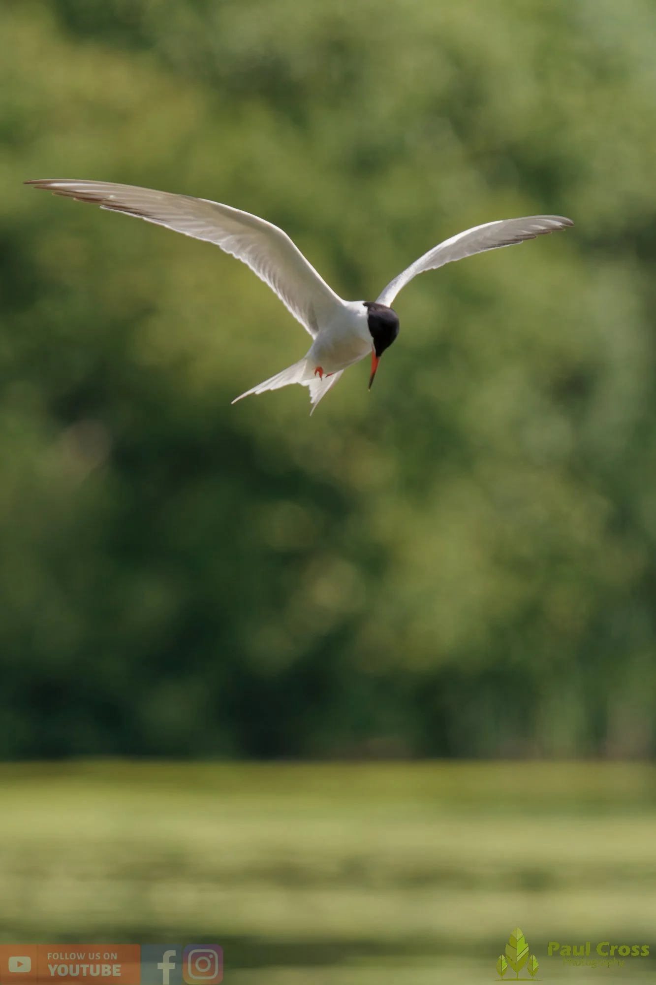 Common Tern-01981.jpg