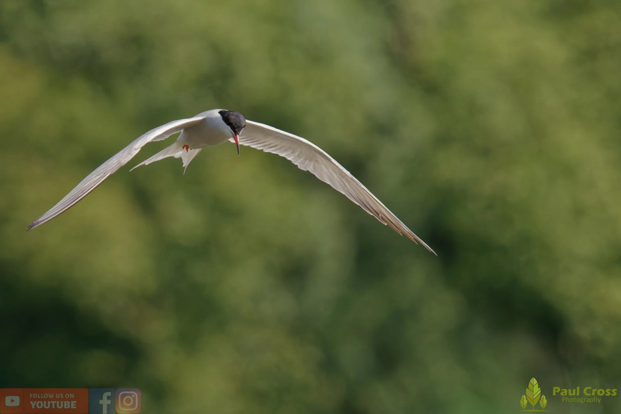 Common Tern-01982.jpg