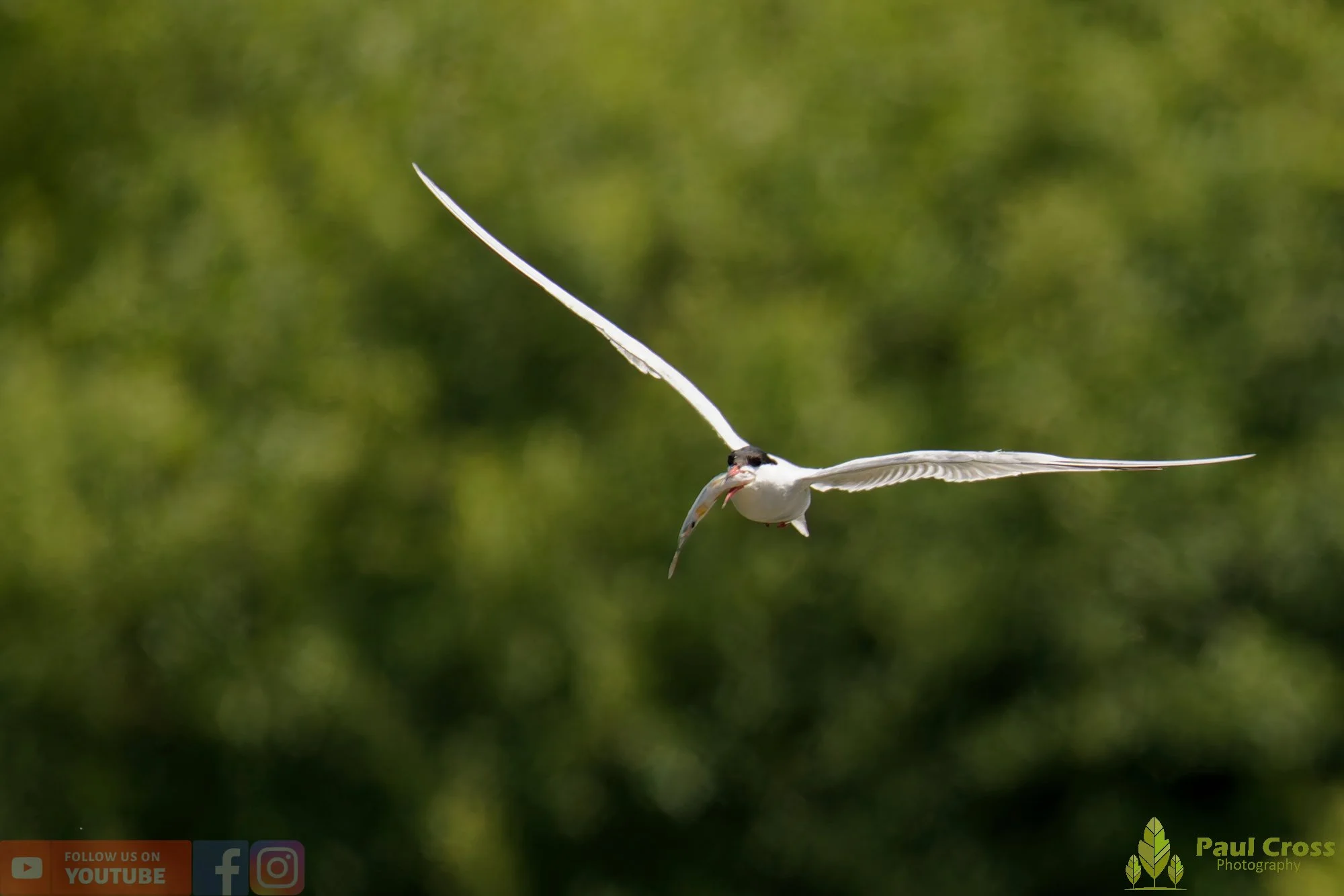 Common Tern-01985.jpg