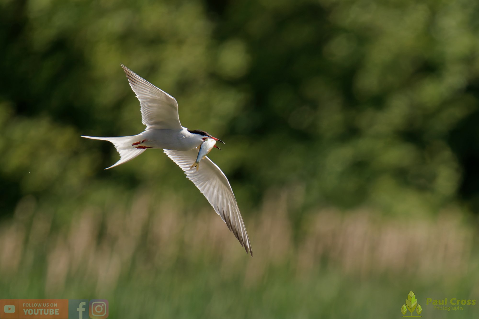 Common Tern-01987.jpg