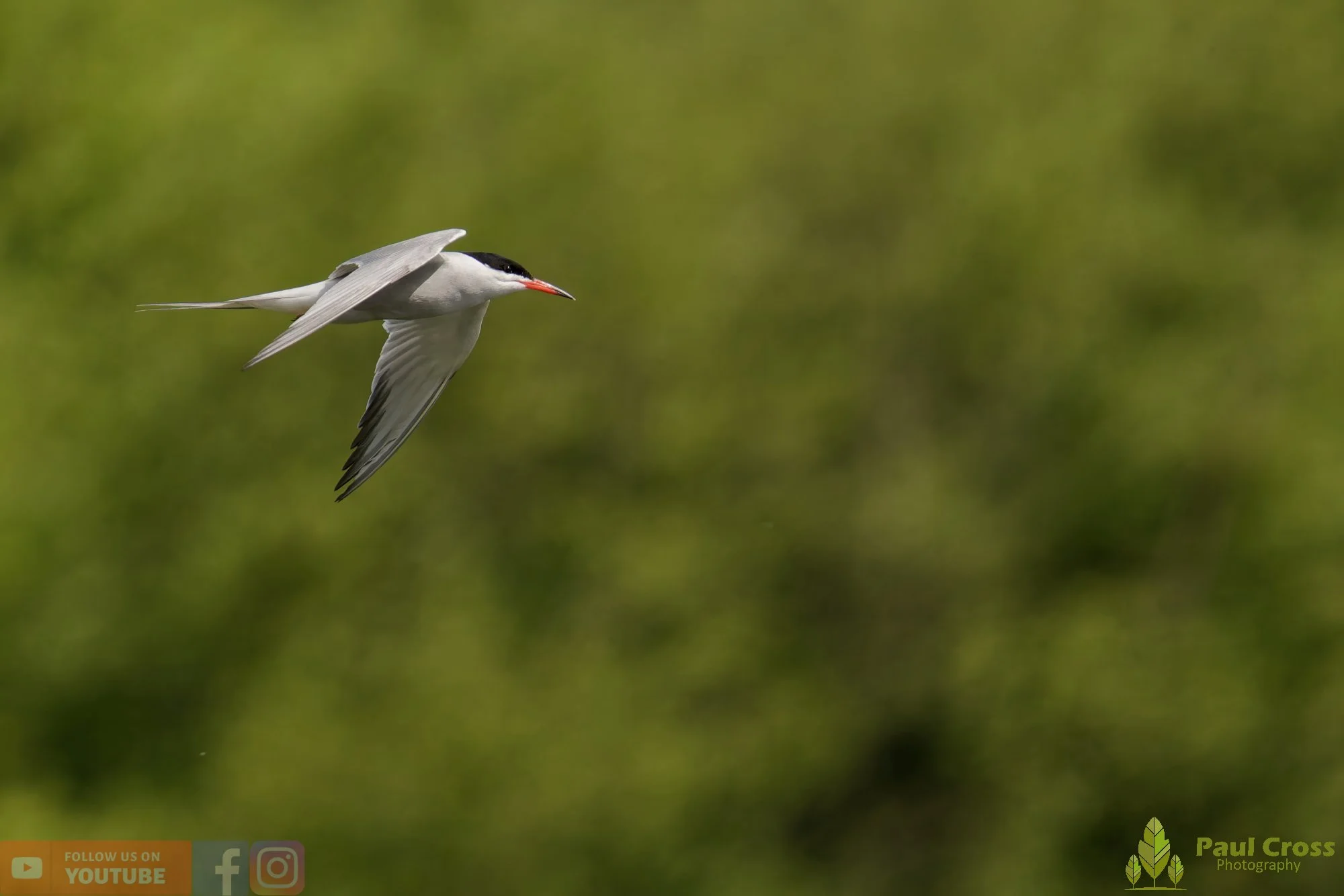 Common Tern-01988.jpg