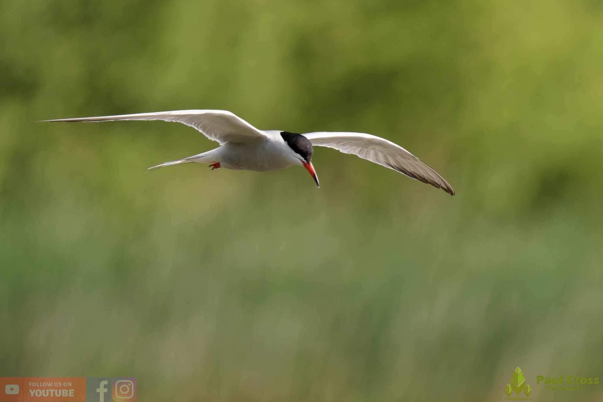 Common Tern-01991.jpg