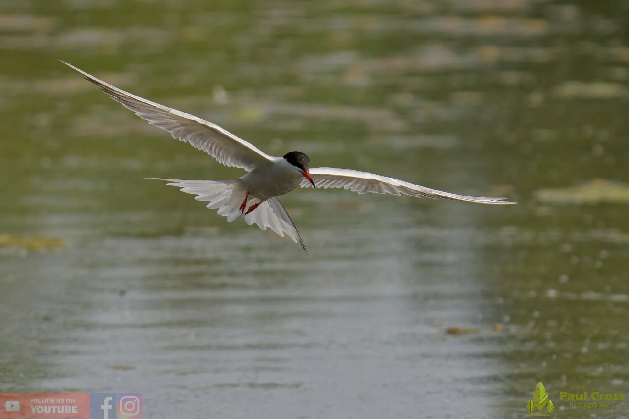Common Tern-01996.jpg