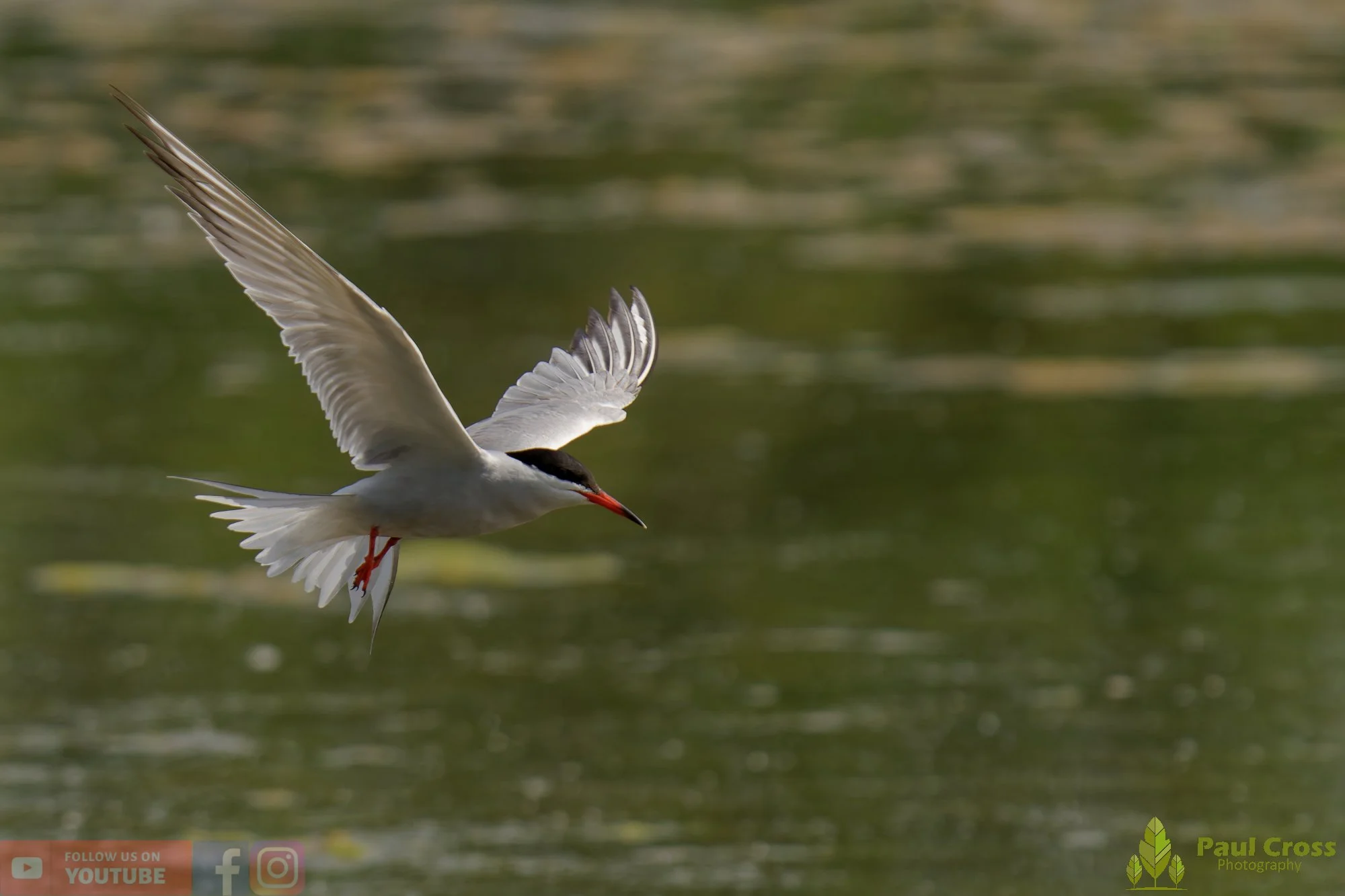 Common Tern-01997.jpg