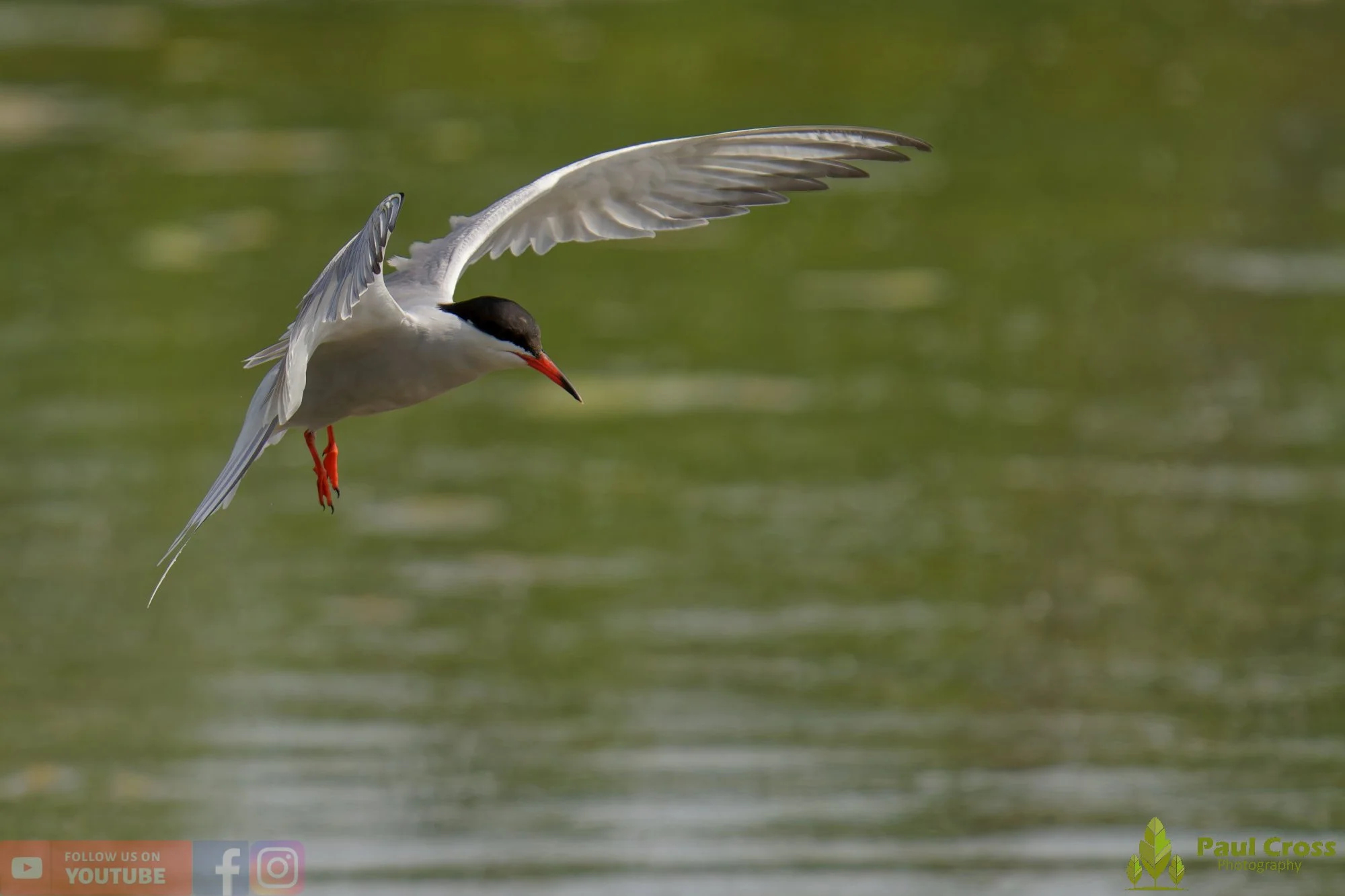 Common Tern-01998.jpg