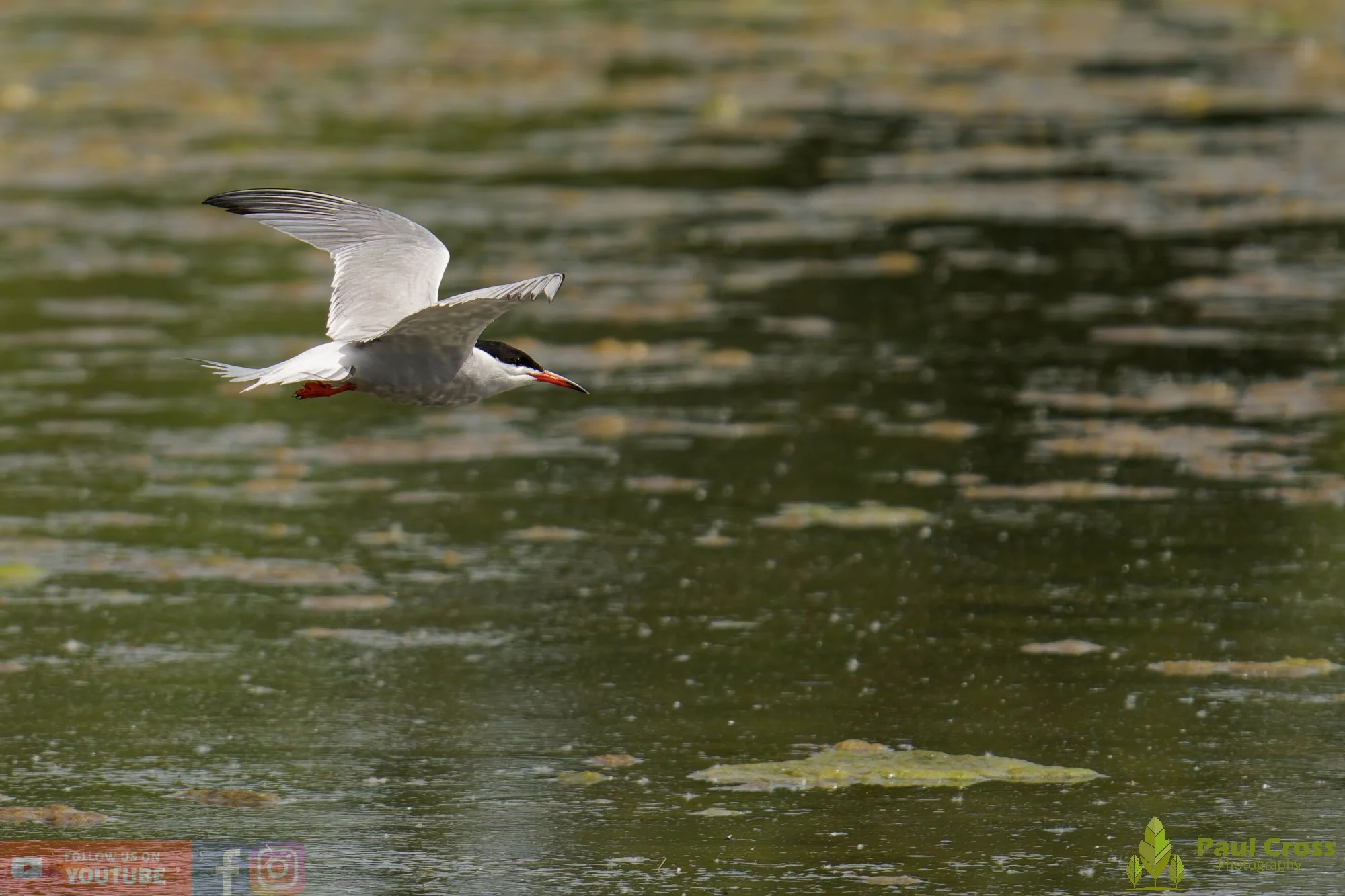 Common Tern-01999.jpg