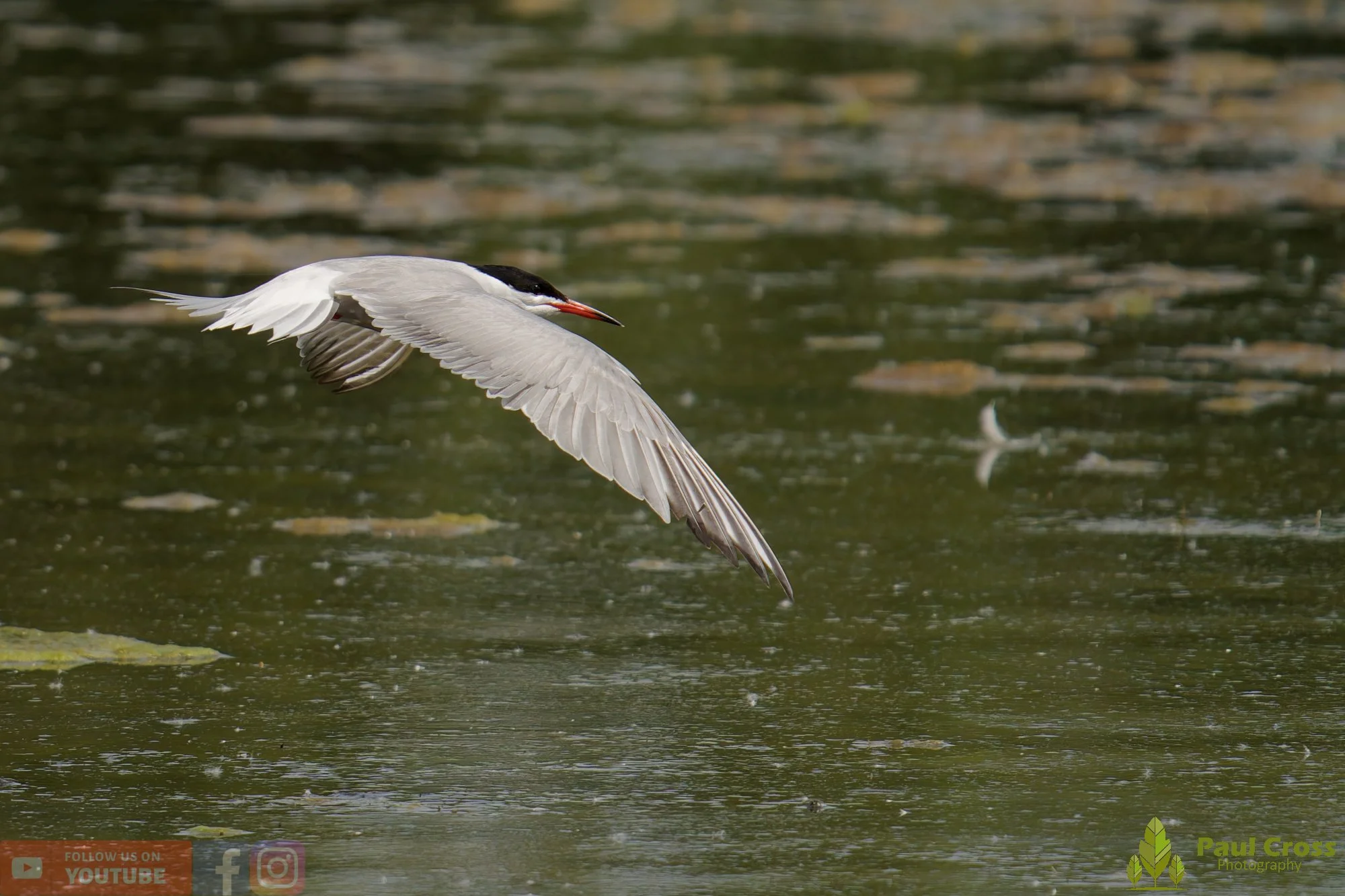 Common Tern-02000.jpg