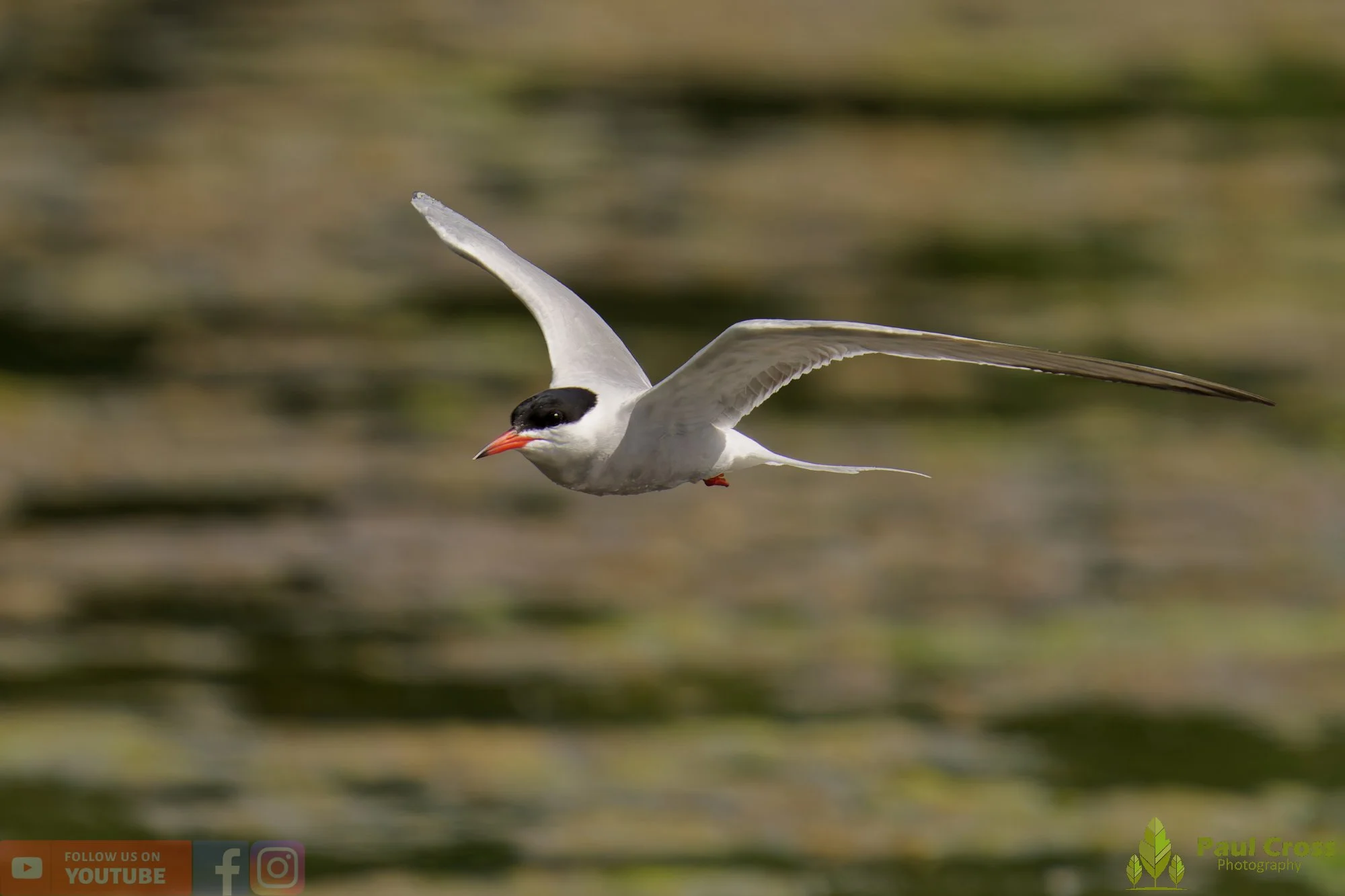 Common Tern-02010.jpg