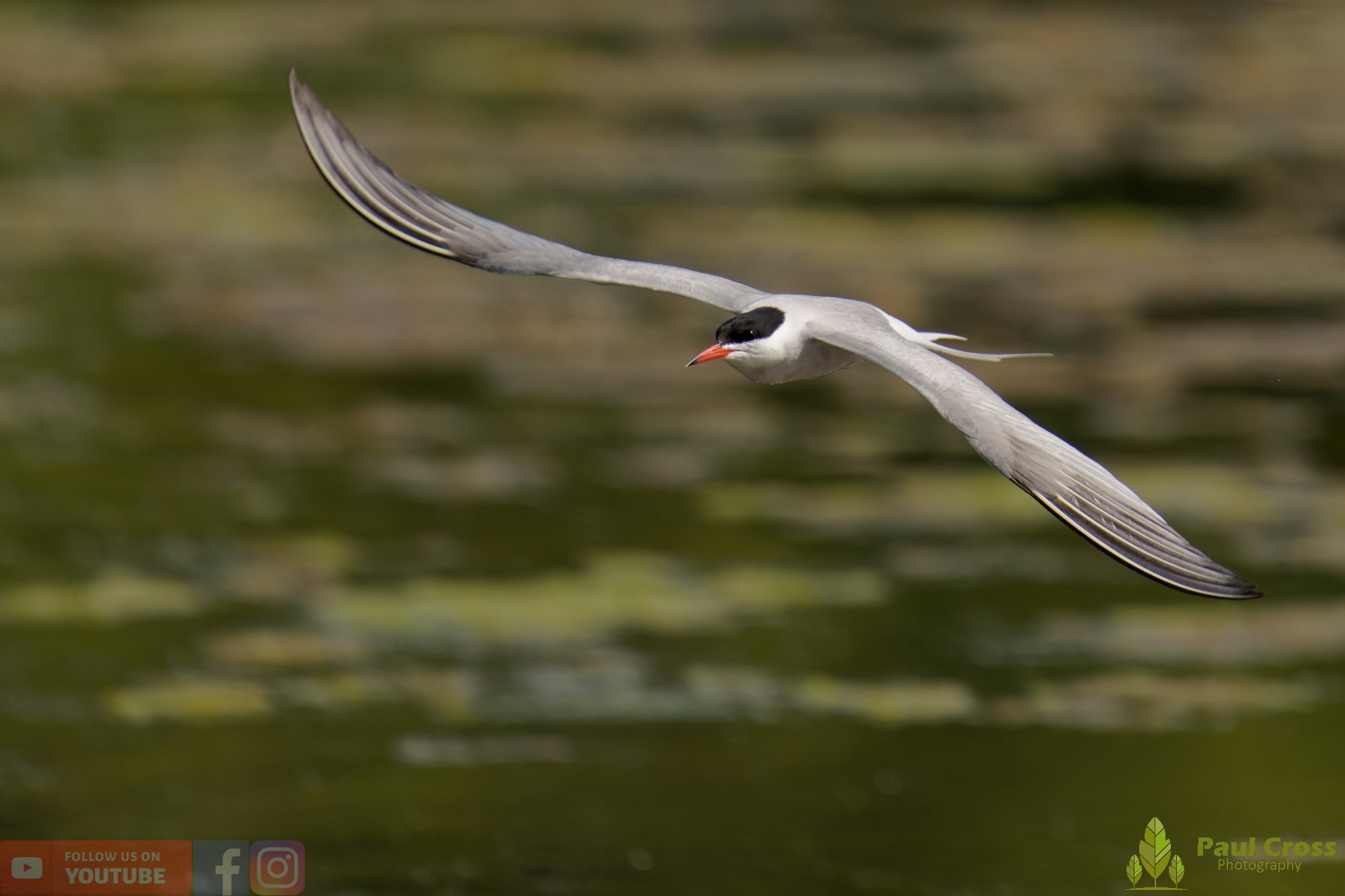 Common Tern-02011.jpg