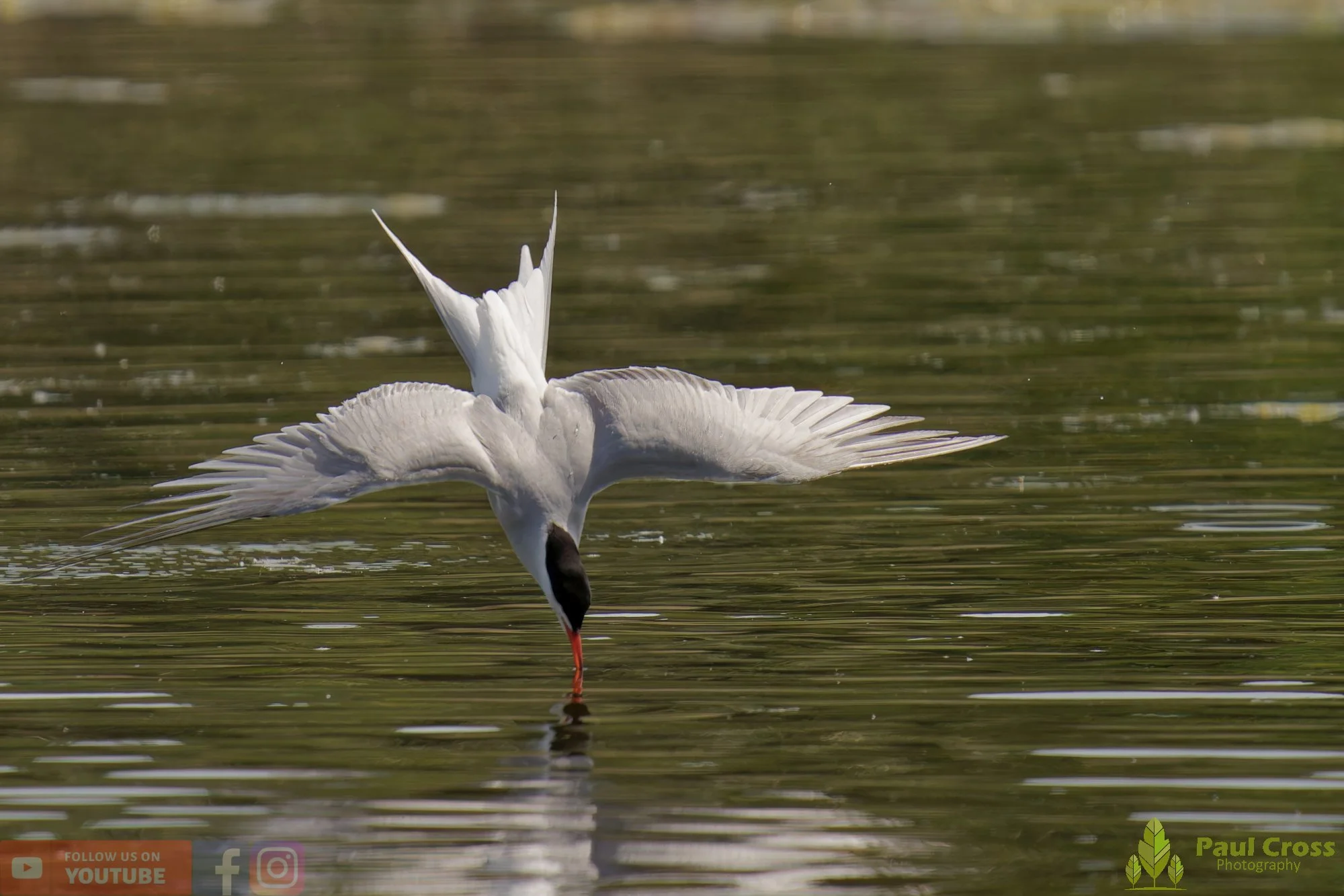 Common Tern-02013.jpg