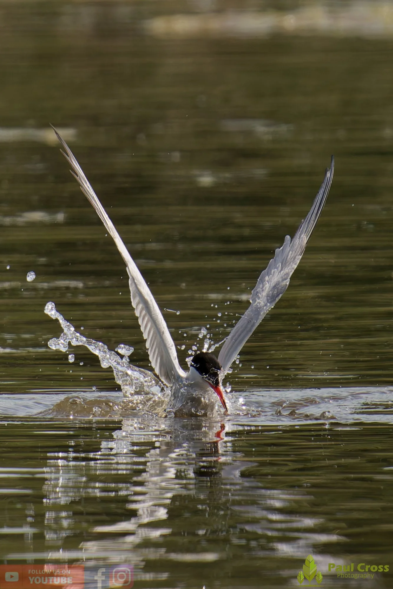 Common Tern-02014.jpg