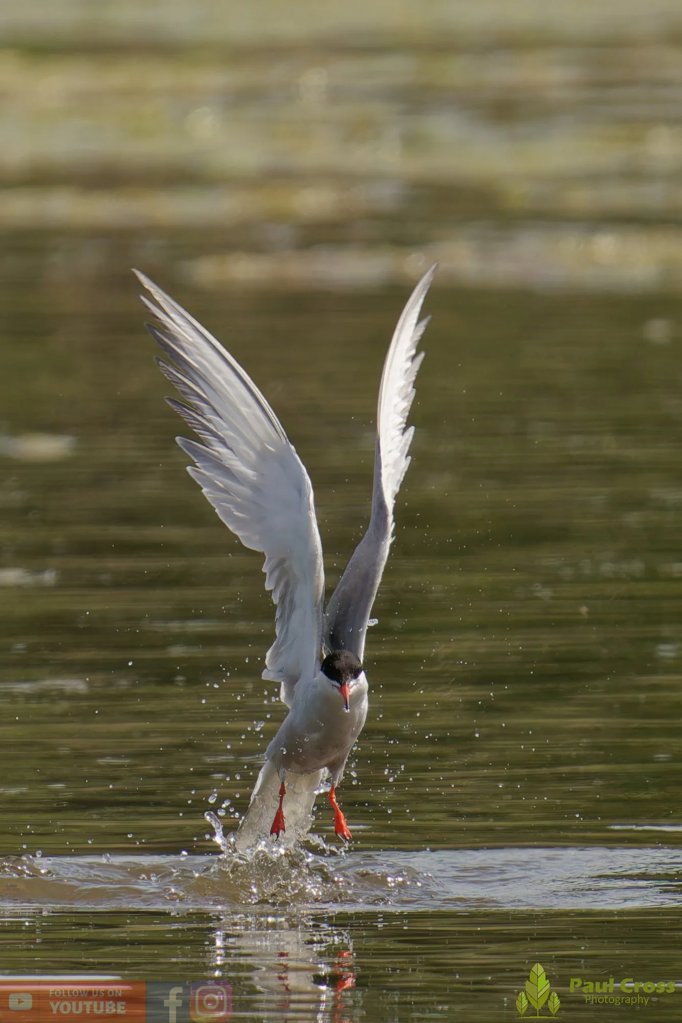 Common Tern-02015.jpg