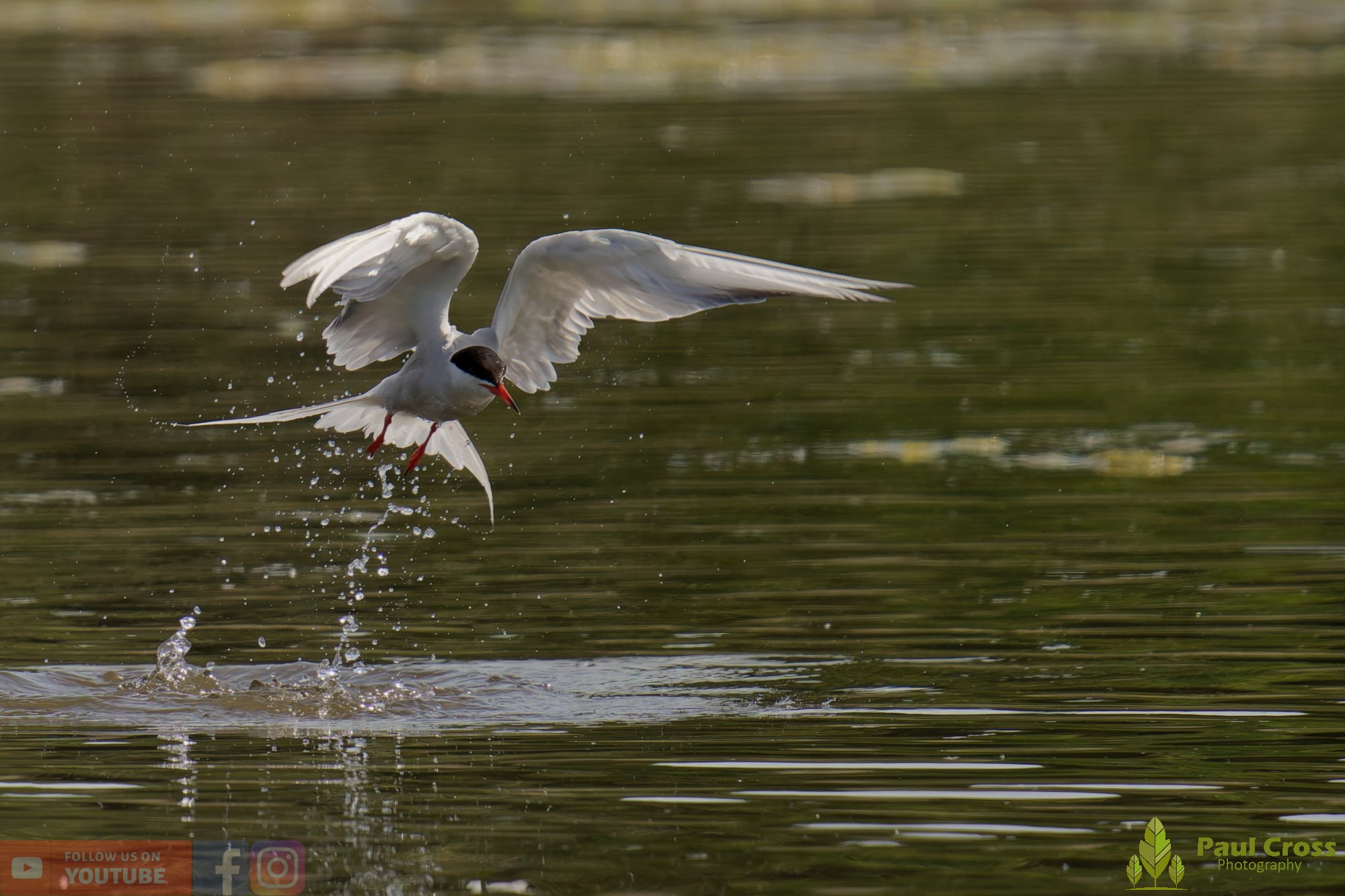 Common Tern-02016.jpg