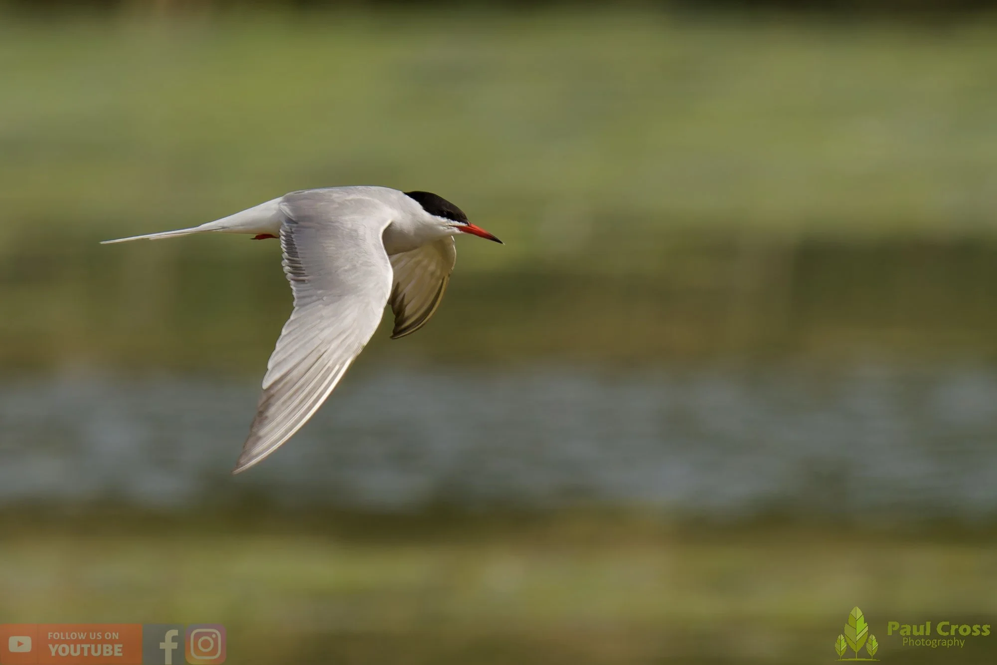 Common Tern-02017.jpg
